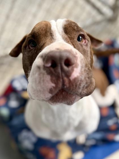 Enlarge Wells, a Adoptable mixed breed in Picayune, MS image 2/3