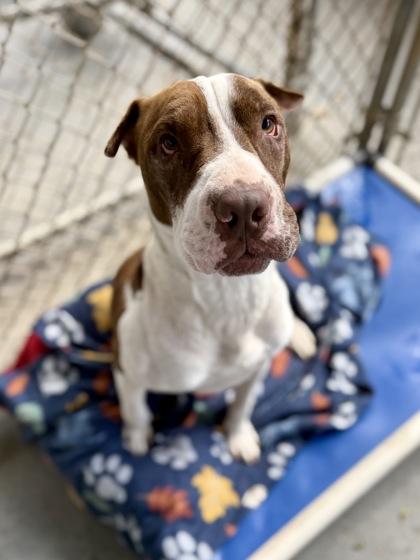 Enlarge Wells, a Adoptable mixed breed in Picayune, MS image 3/3