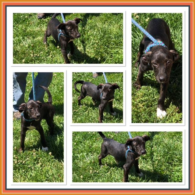 JAGGER, ADOPTABLE, Puppy Male Australian Cattle Dog / Blue Heeler & Hound.