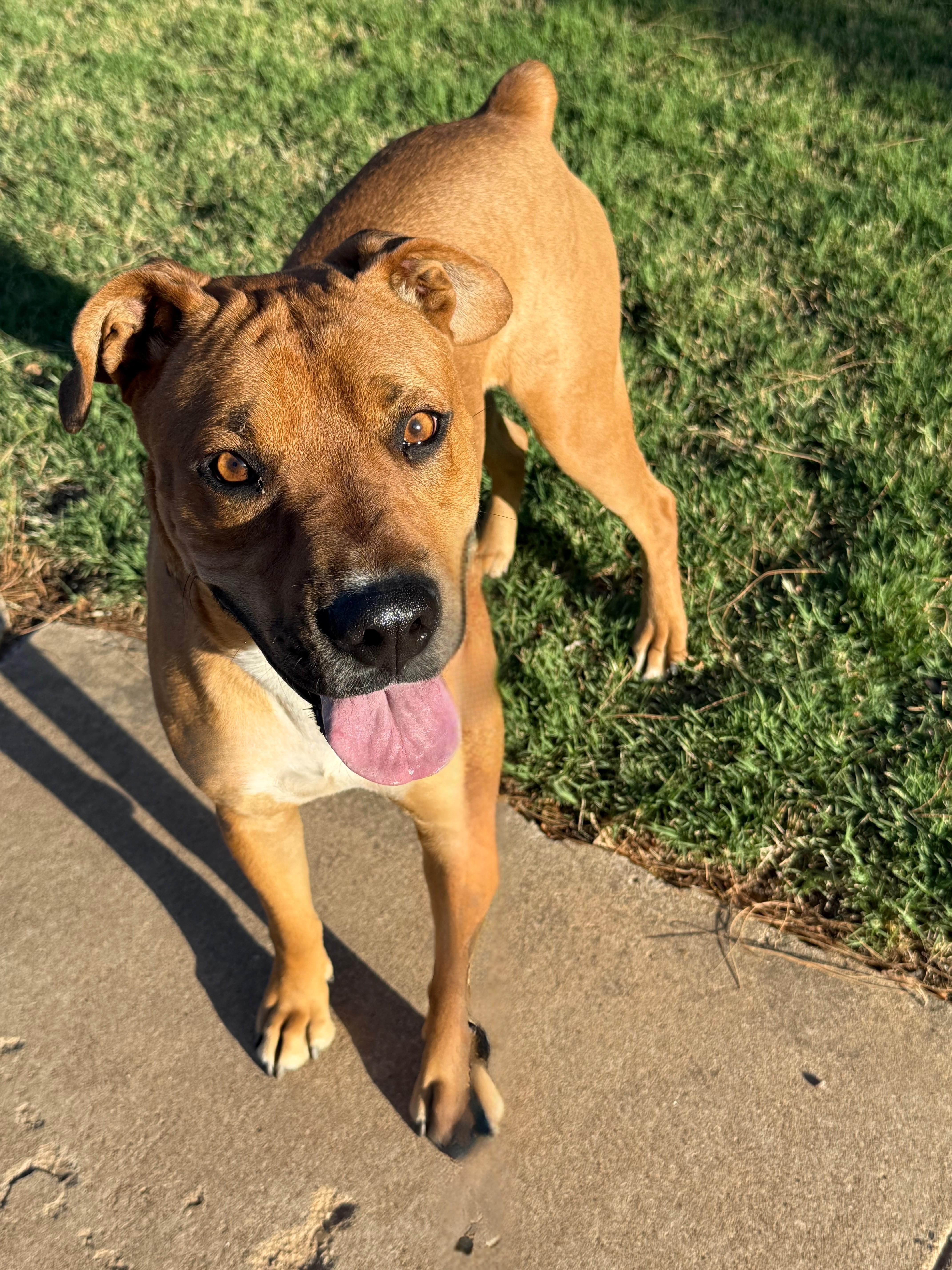 Enlarge BRODY, a Adoptable mixed breed in Indianapolis, IN image 3/6
