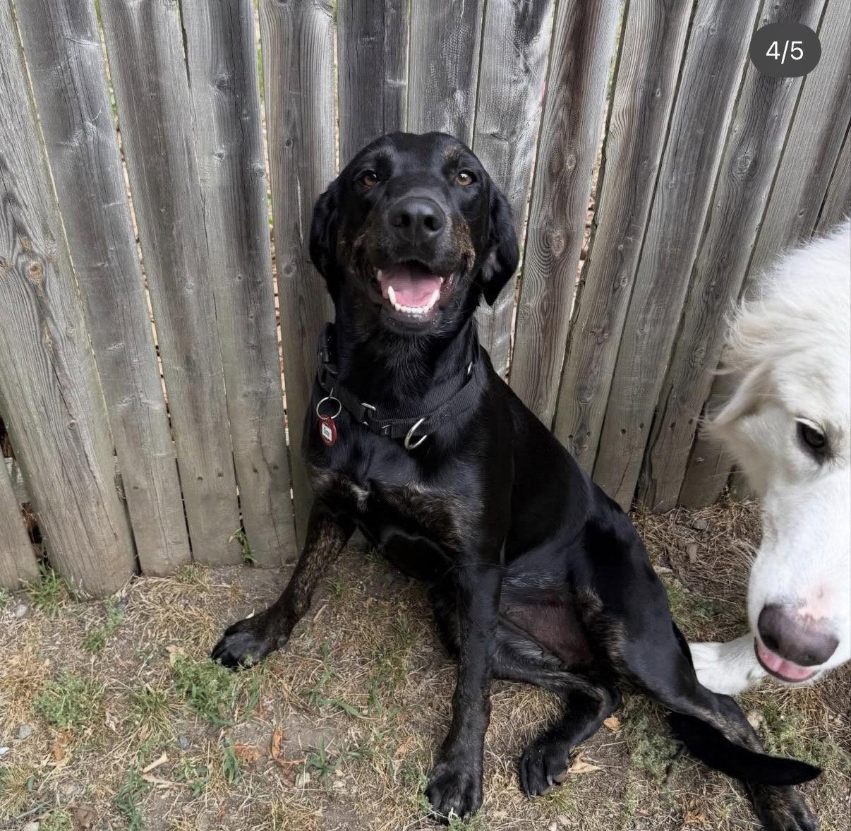 Sissy *LOCAL*, Adoptable, Young Female Hound.