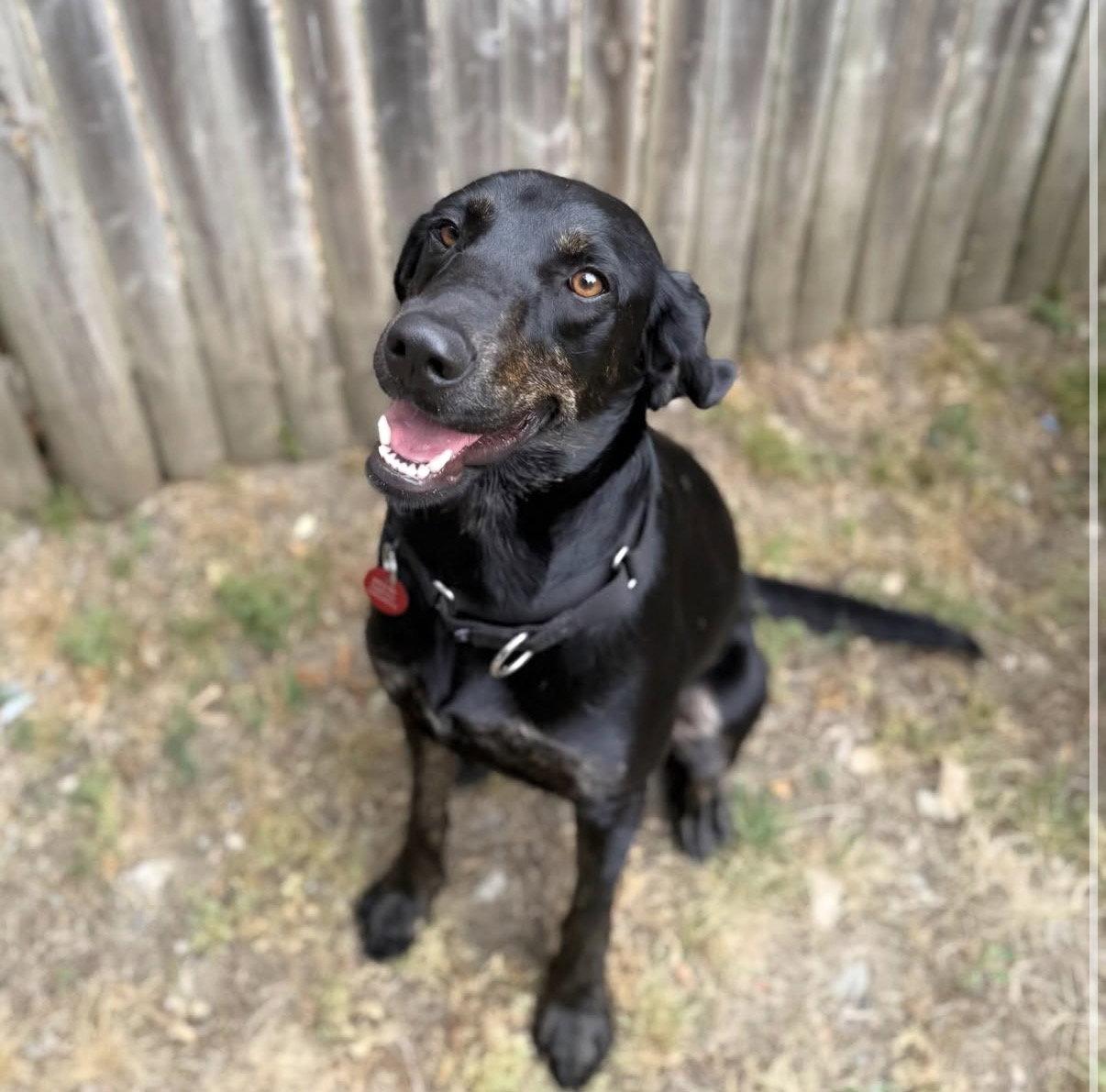 Enlarge Sissy *LOCAL*, a Adoptable Hound in Wakefield, RI image 2/3