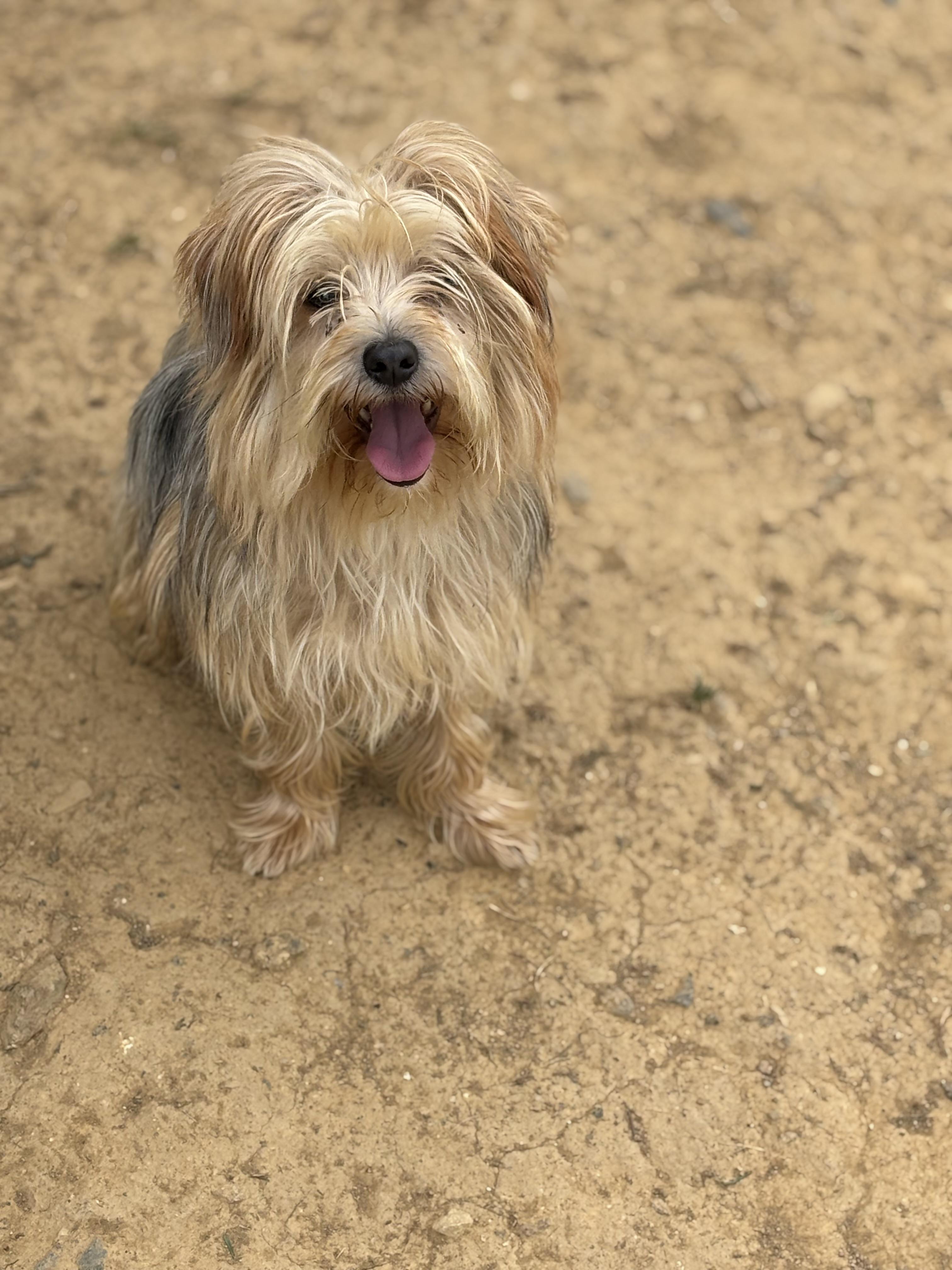 Yogi photo 2