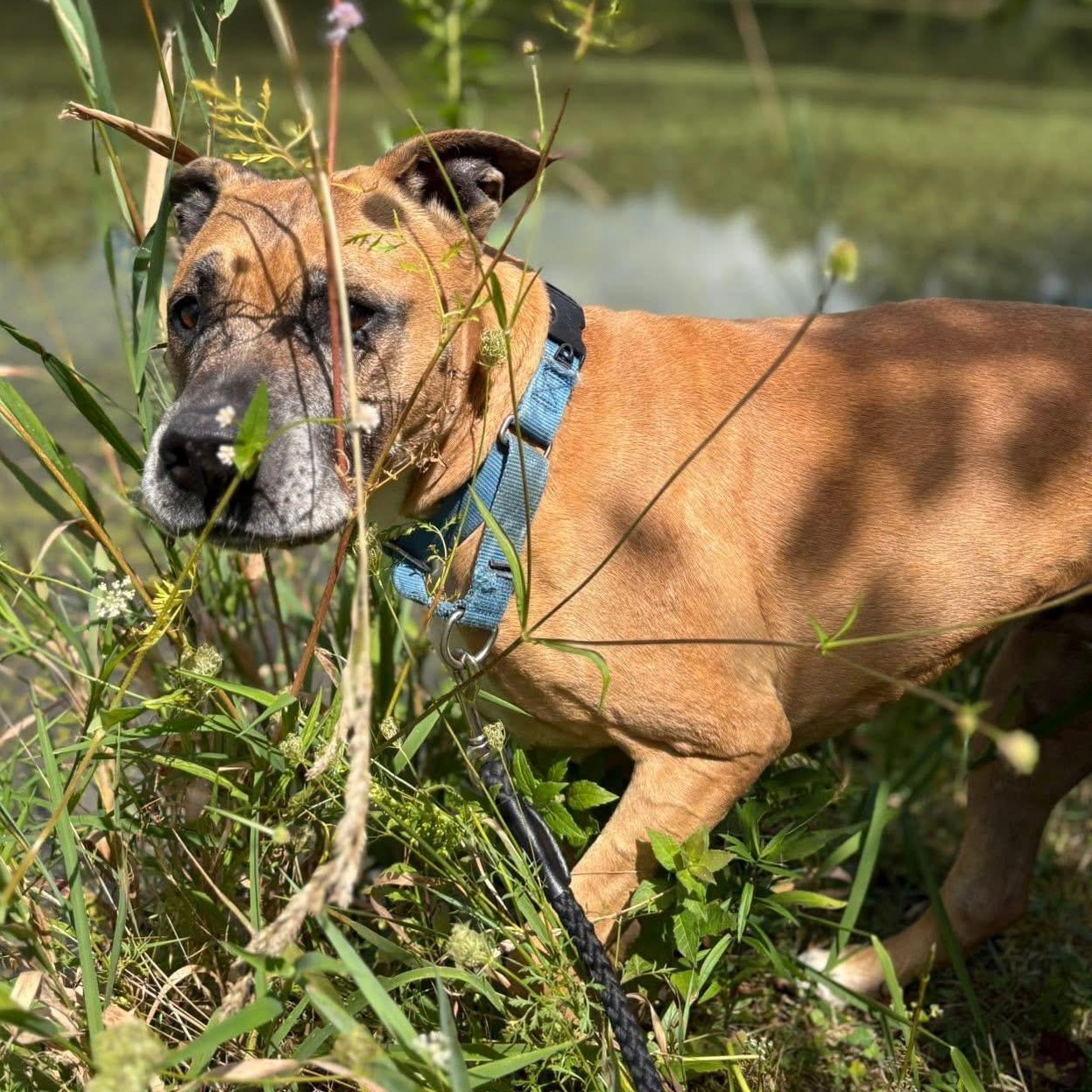 Fiona Apple, a Adoptable Mixed Breed in Olean, NY image 2/5