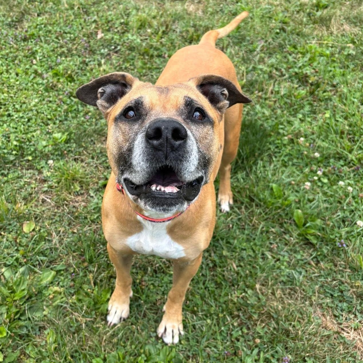 Fiona Apple, a Adoptable Mixed Breed in Olean, NY image 3/5