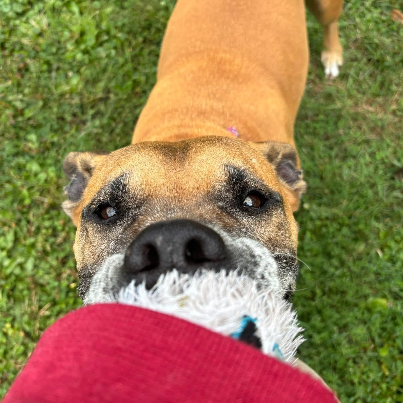 Fiona Apple, a Adoptable Mixed Breed in Olean, NY image 4/5