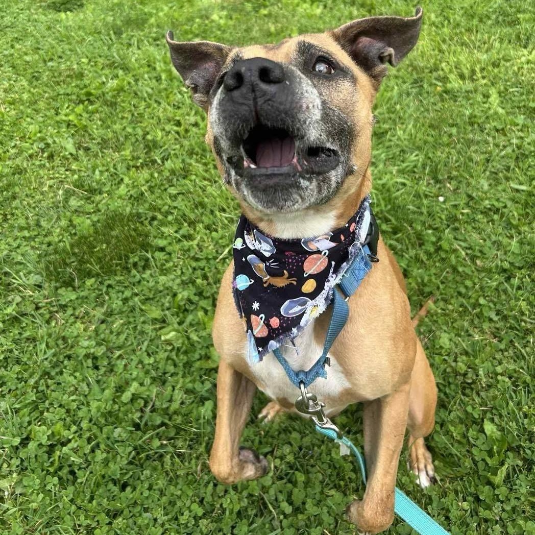 Fiona Apple, a Adoptable Mixed Breed in Olean, NY image 5/5