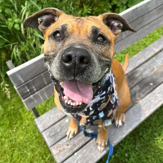 Fiona Apple, a Adoptable Mixed Breed in Olean, NY image 1/5