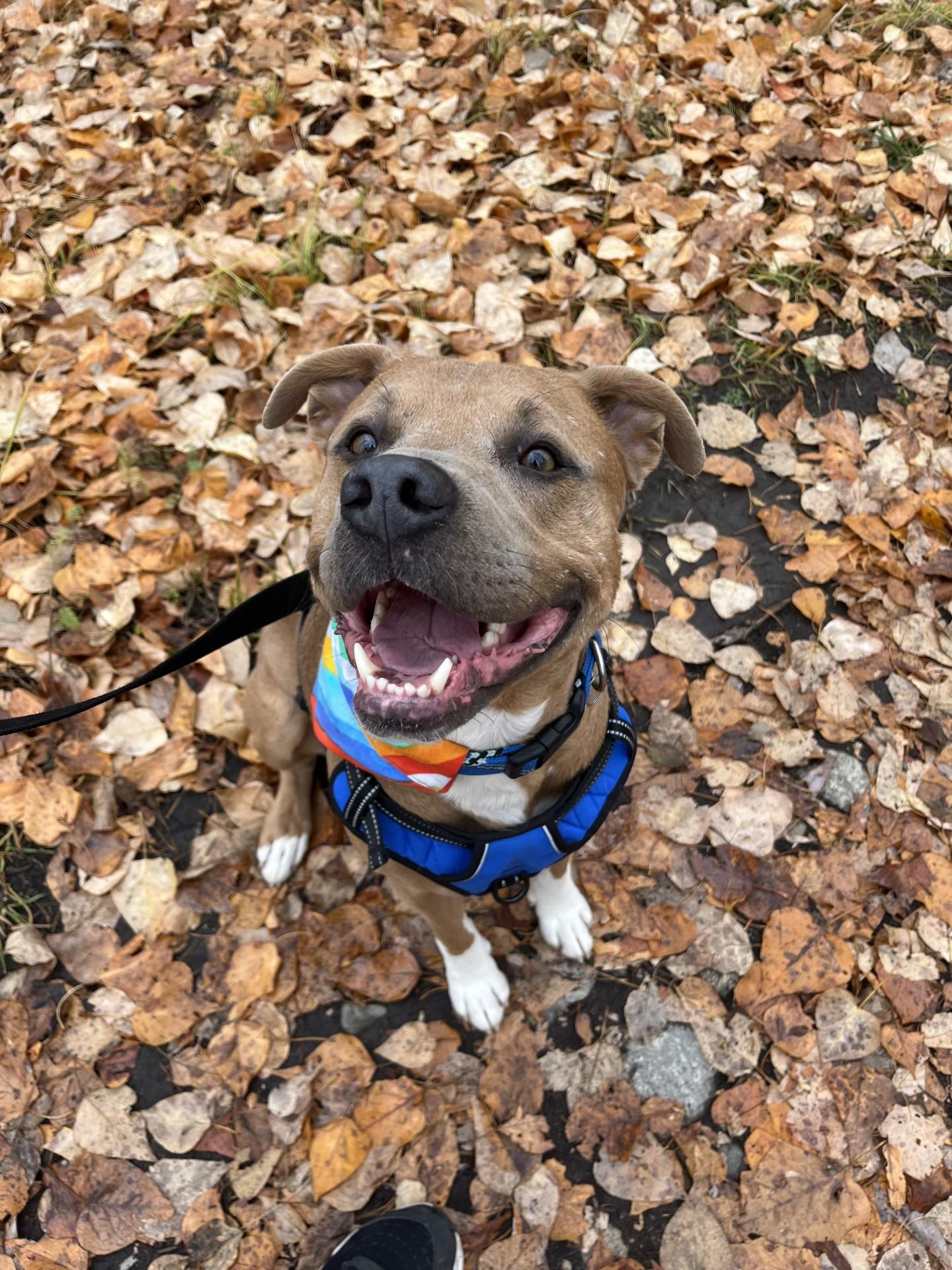 Berkley, an adoptable Pit Bull Terrier in Hamilton, MT, 59840 | Photo Image 1