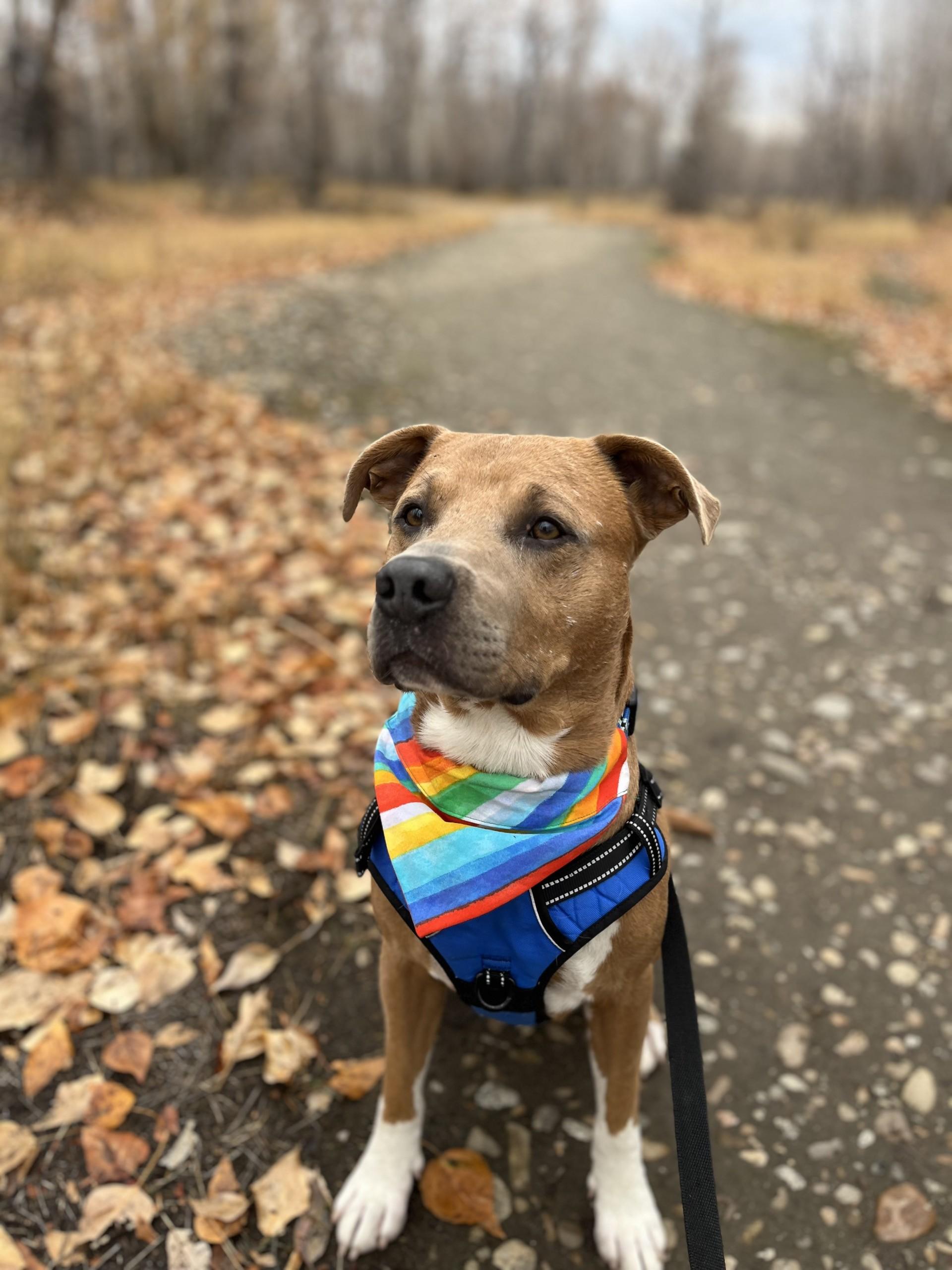 Berkley, an adoptable Pit Bull Terrier in Hamilton, MT, 59840 | Photo Image 5