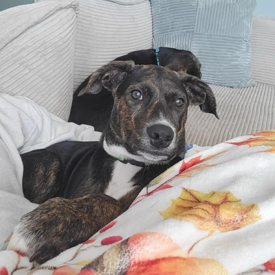 Scarlette Witch thumbnail 2