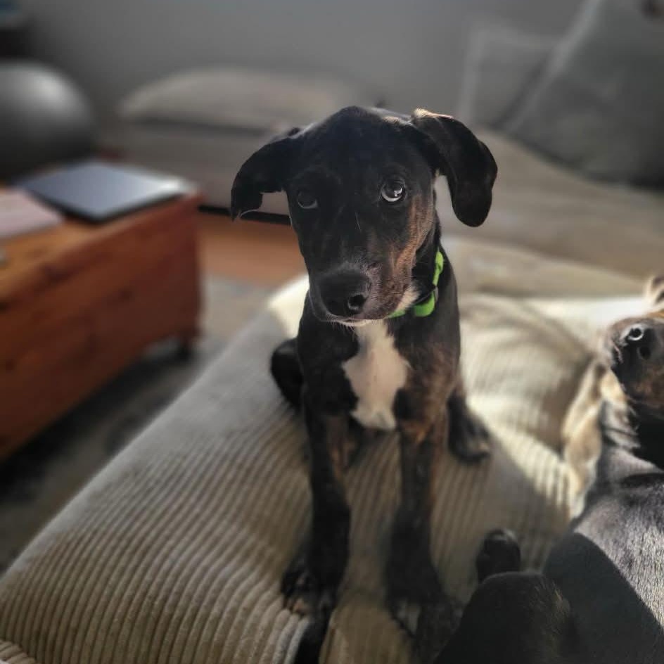 Scarlette Witch thumbnail 3