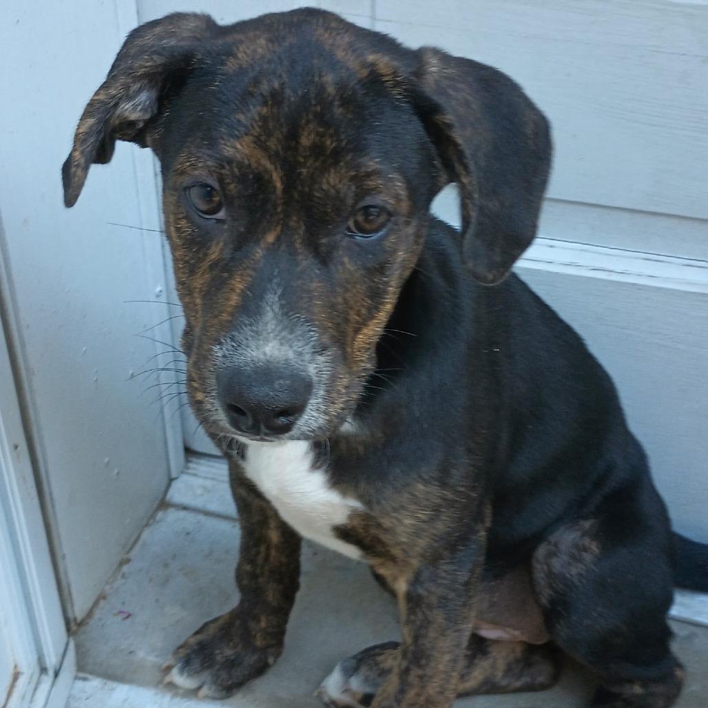 Scarlette Witch thumbnail 4