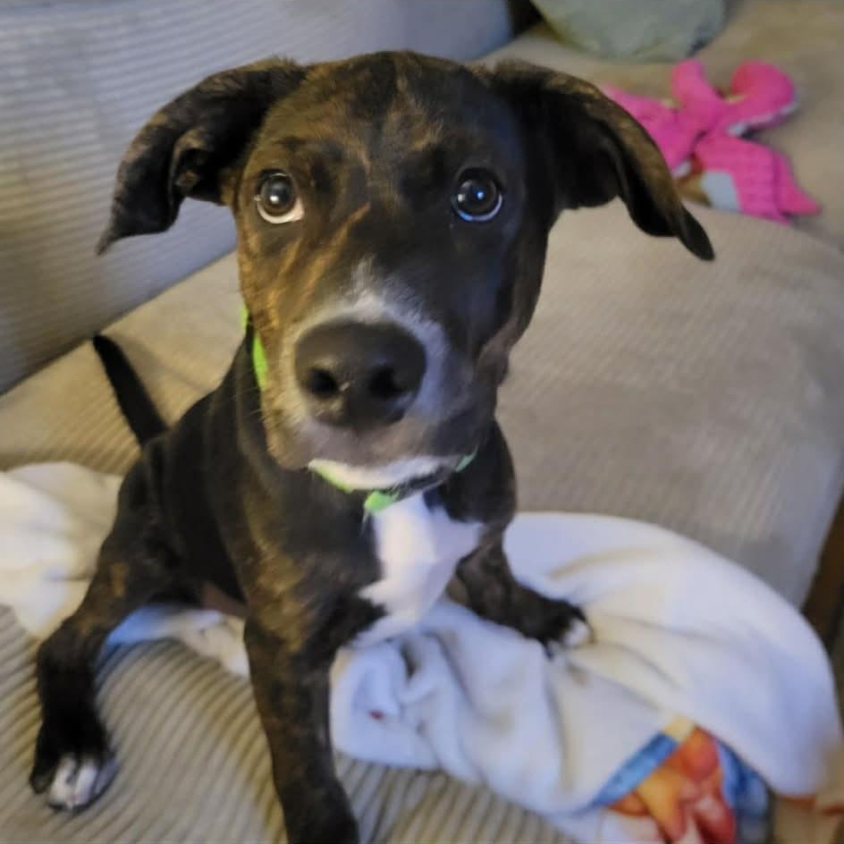 Scarlette Witch thumbnail 5