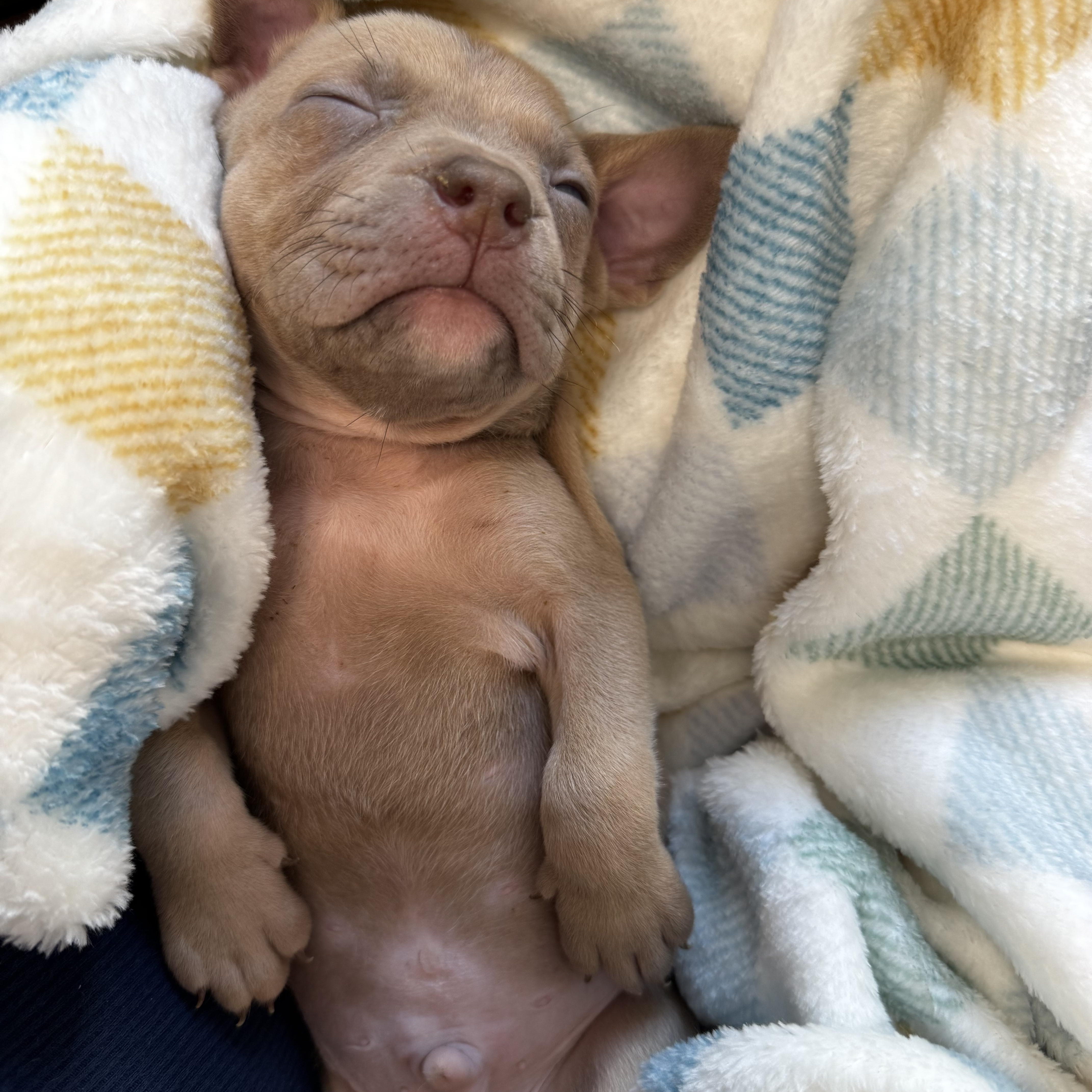 Cypress, a ADOPTABLE Pit Bull Terrier in Miramar, FL image 3/5