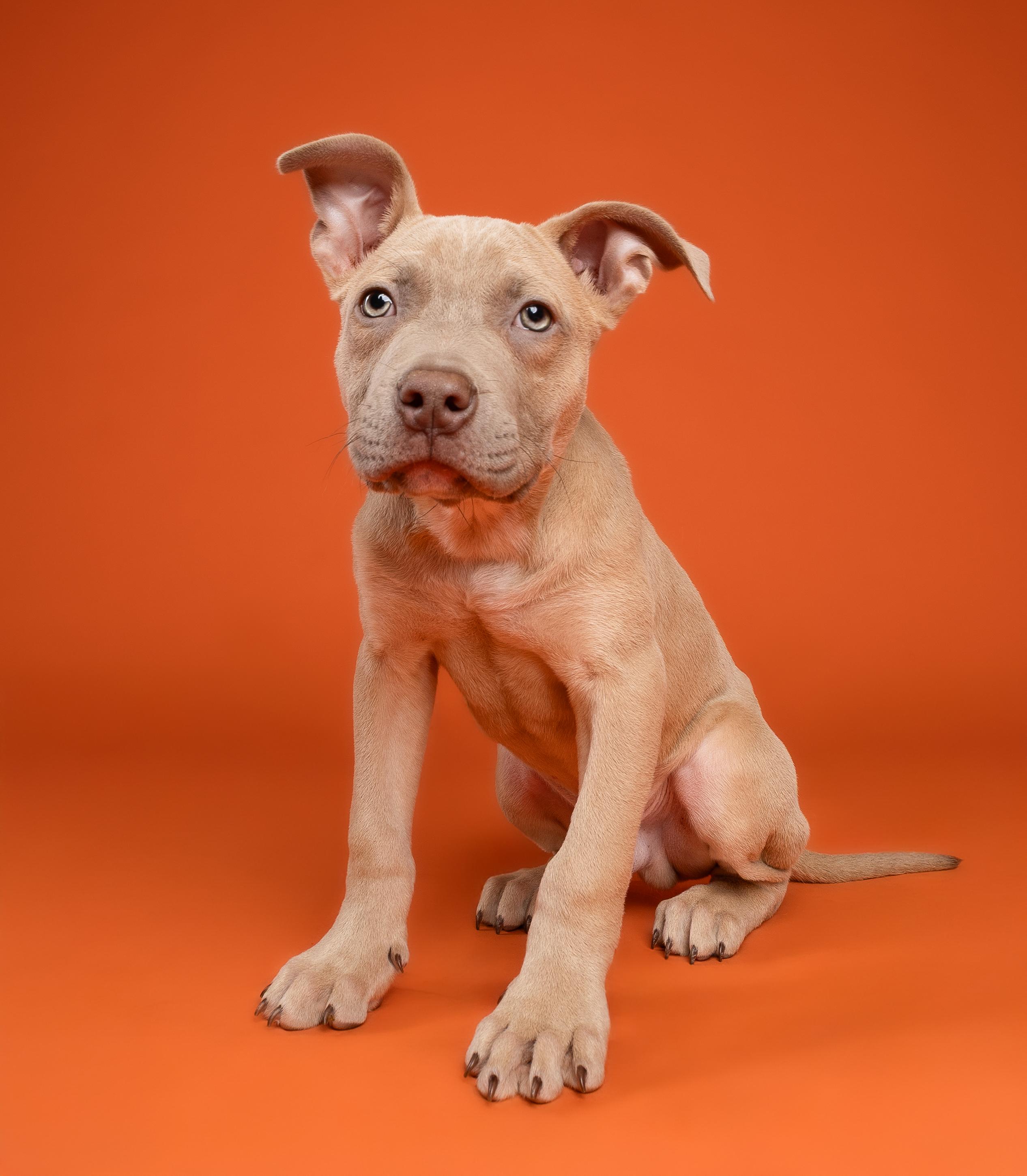 Cypress, a ADOPTABLE Pit Bull Terrier in Miramar, FL image 2/4
