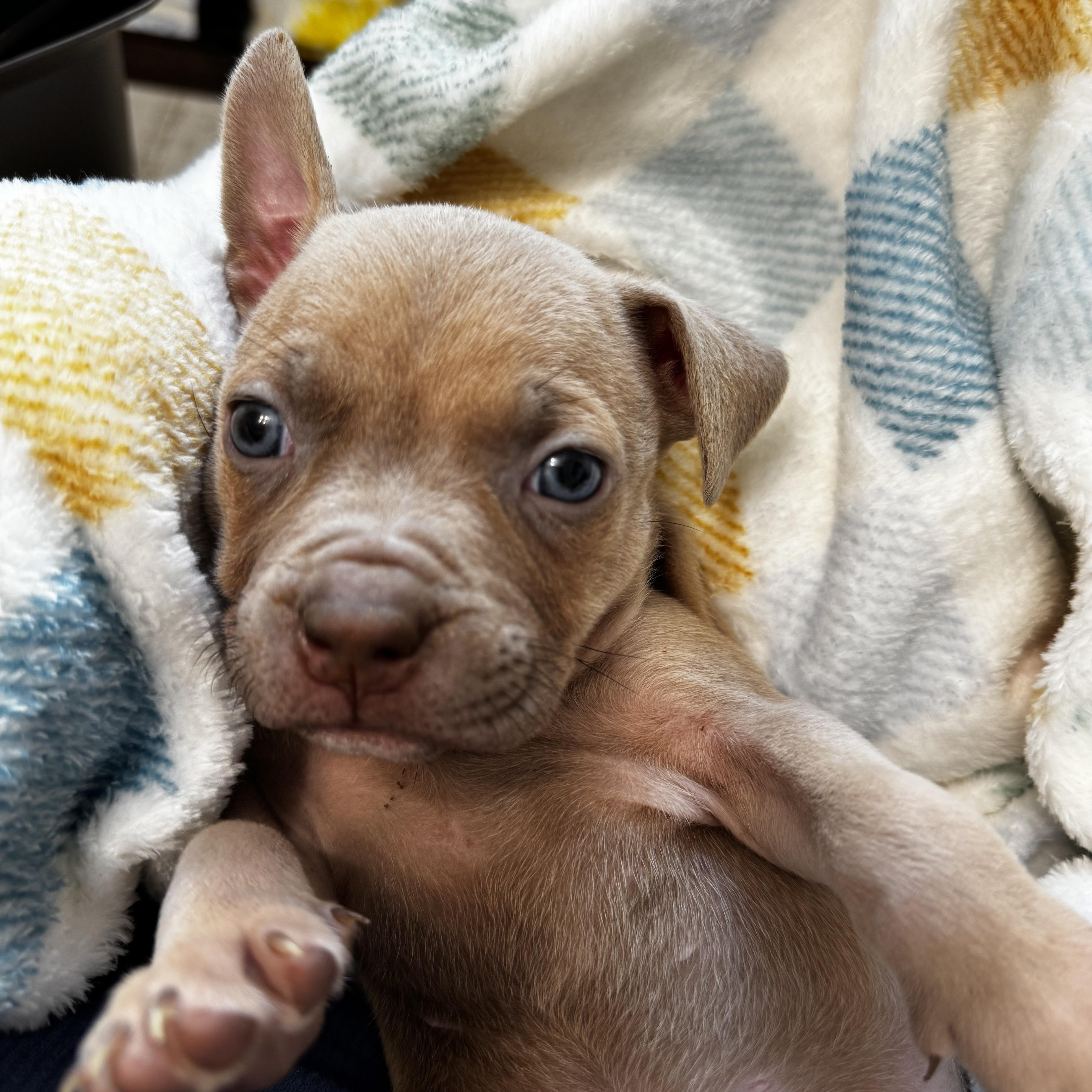 Cypress, a ADOPTABLE Pit Bull Terrier in Miramar, FL image 5/5