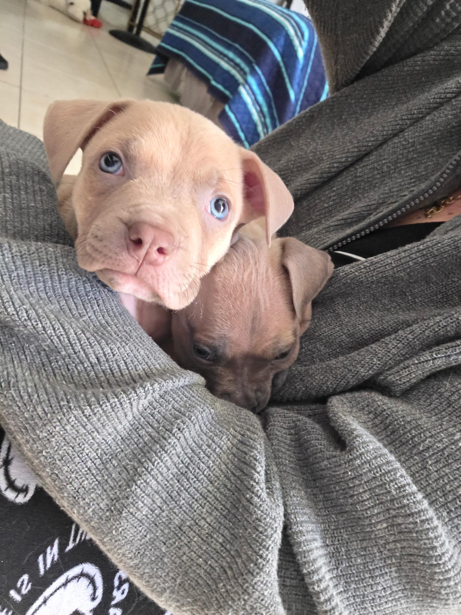 Cypress, a ADOPTABLE Pit Bull Terrier in Miramar, FL image 2/5