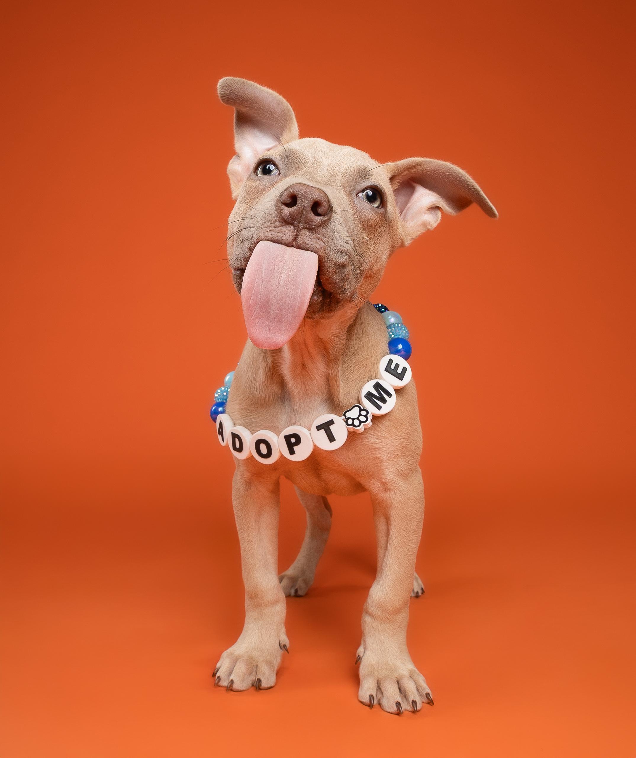 Cypress, a ADOPTABLE Pit Bull Terrier in Miramar, FL image 3/4
