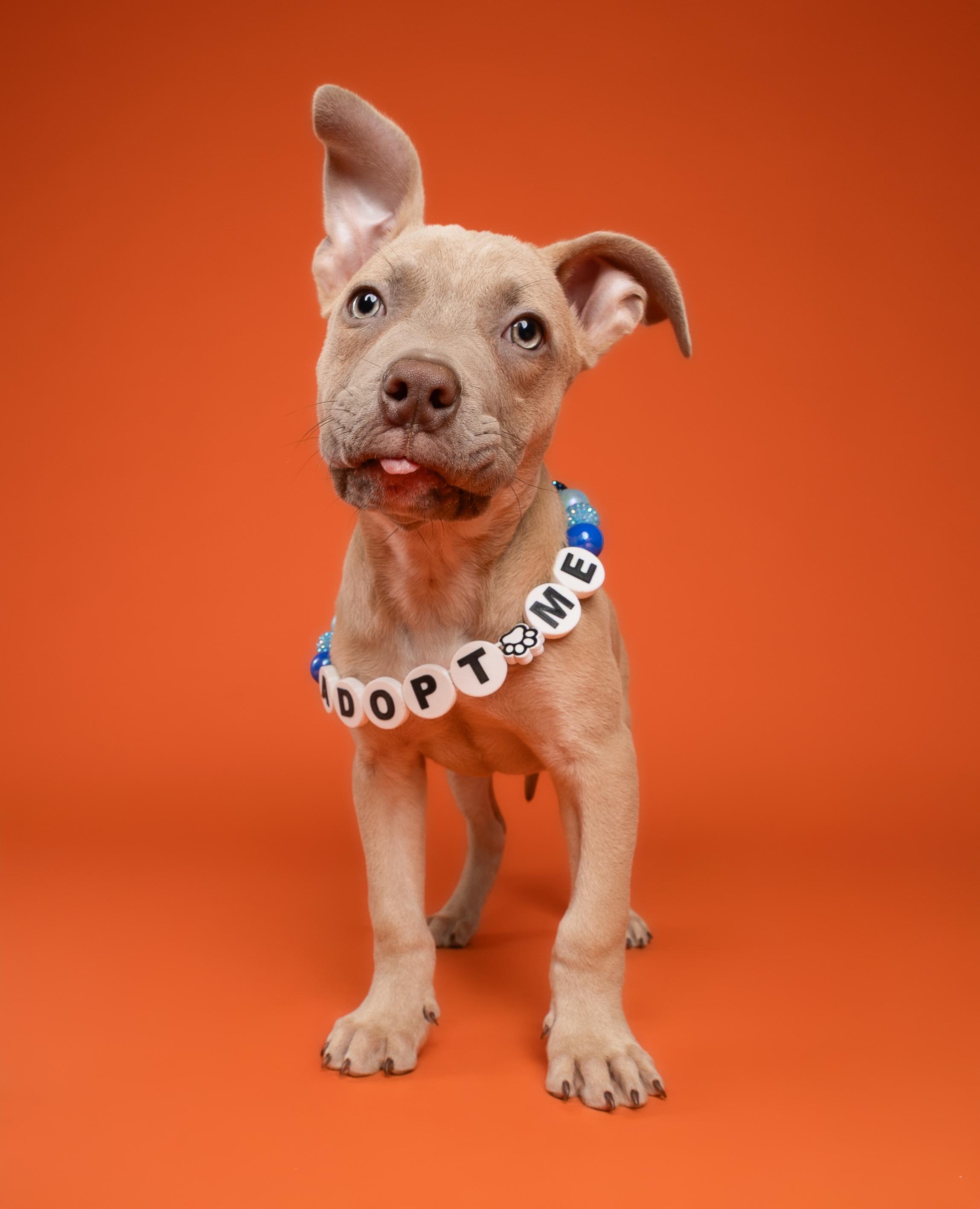 Cypress, a ADOPTABLE Pit Bull Terrier in Miramar, FL image 4/4
