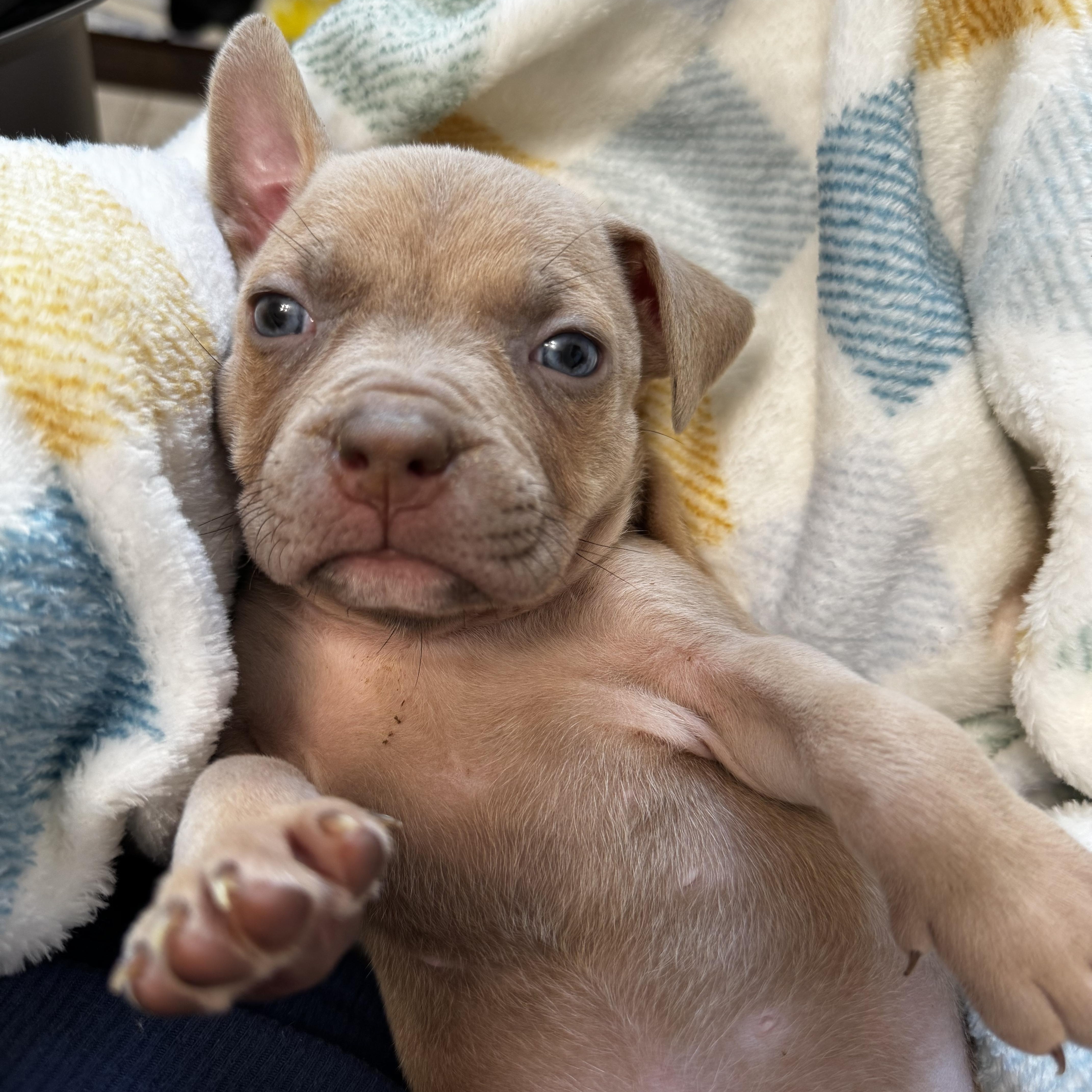 Cypress, a ADOPTABLE Pit Bull Terrier in Miramar, FL image 1/5