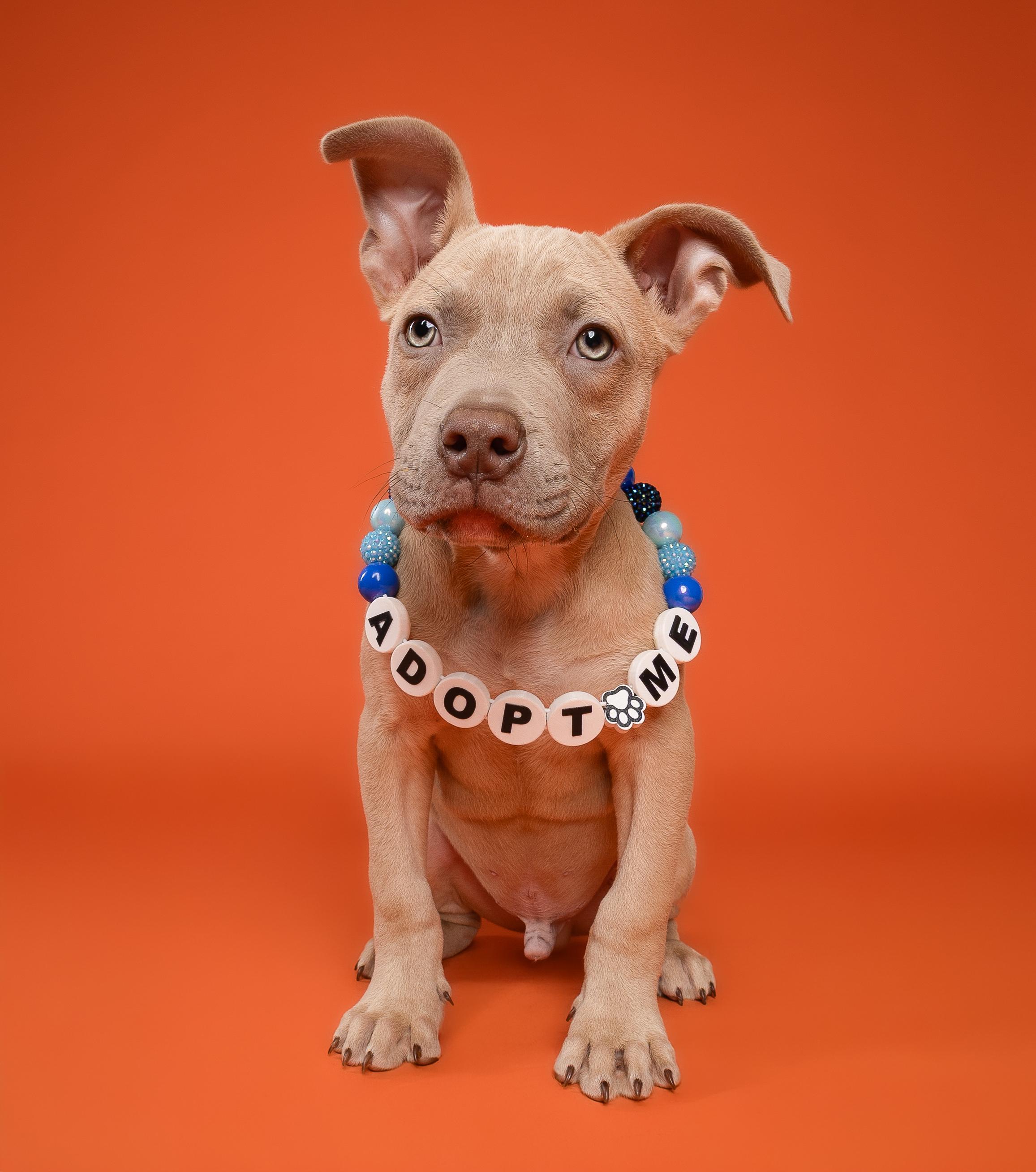 Cypress, a ADOPTABLE Pit Bull Terrier in Miramar, FL image 1/4