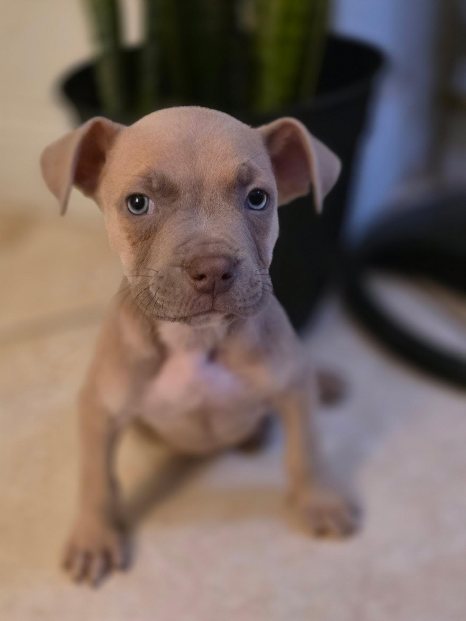 Cypress, a ADOPTABLE Pit Bull Terrier in Miramar, FL image 4/5