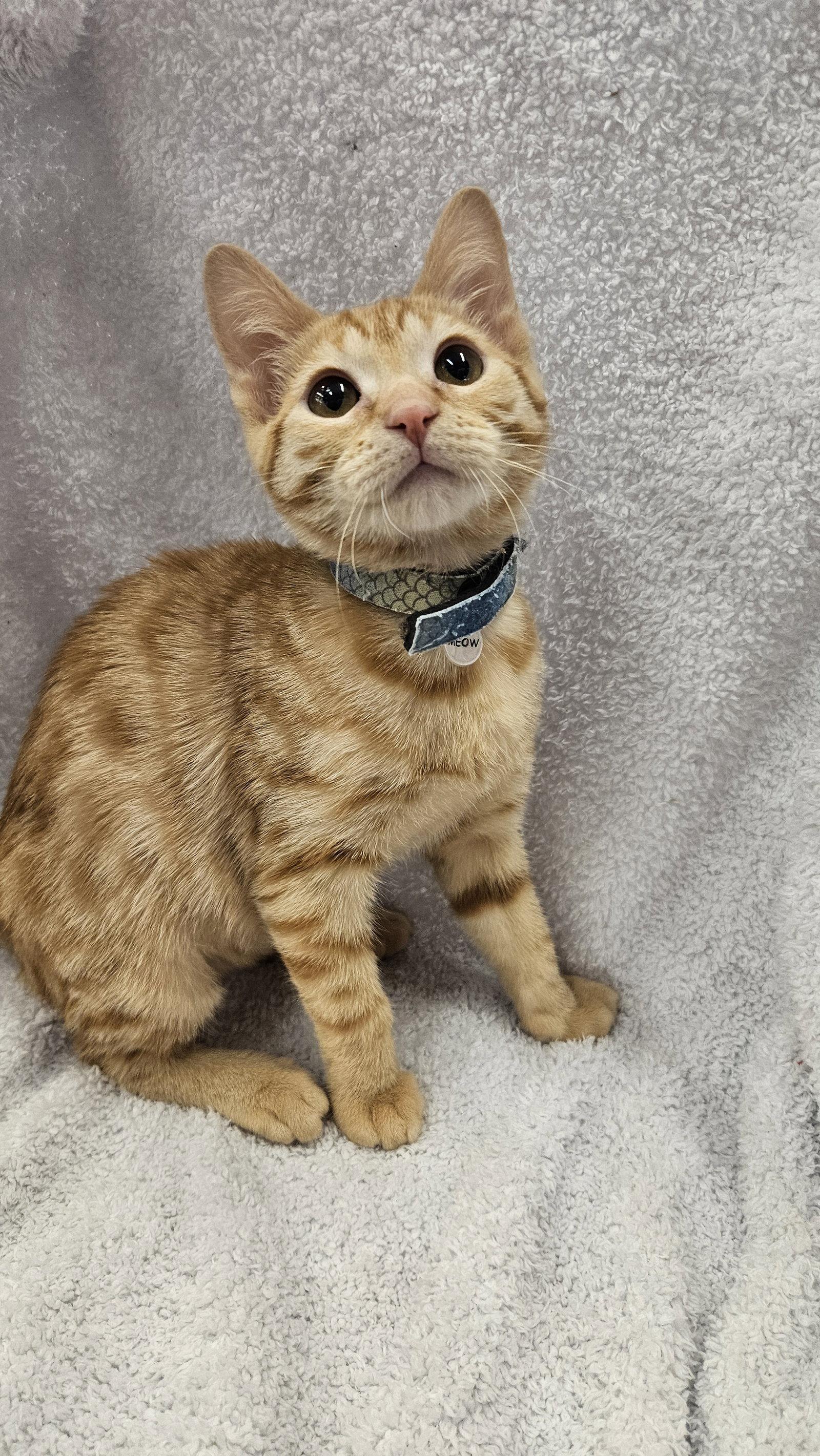 Enlarge Flint, a Adoptable Domestic Short Hair in Antioch, CA image 1/2