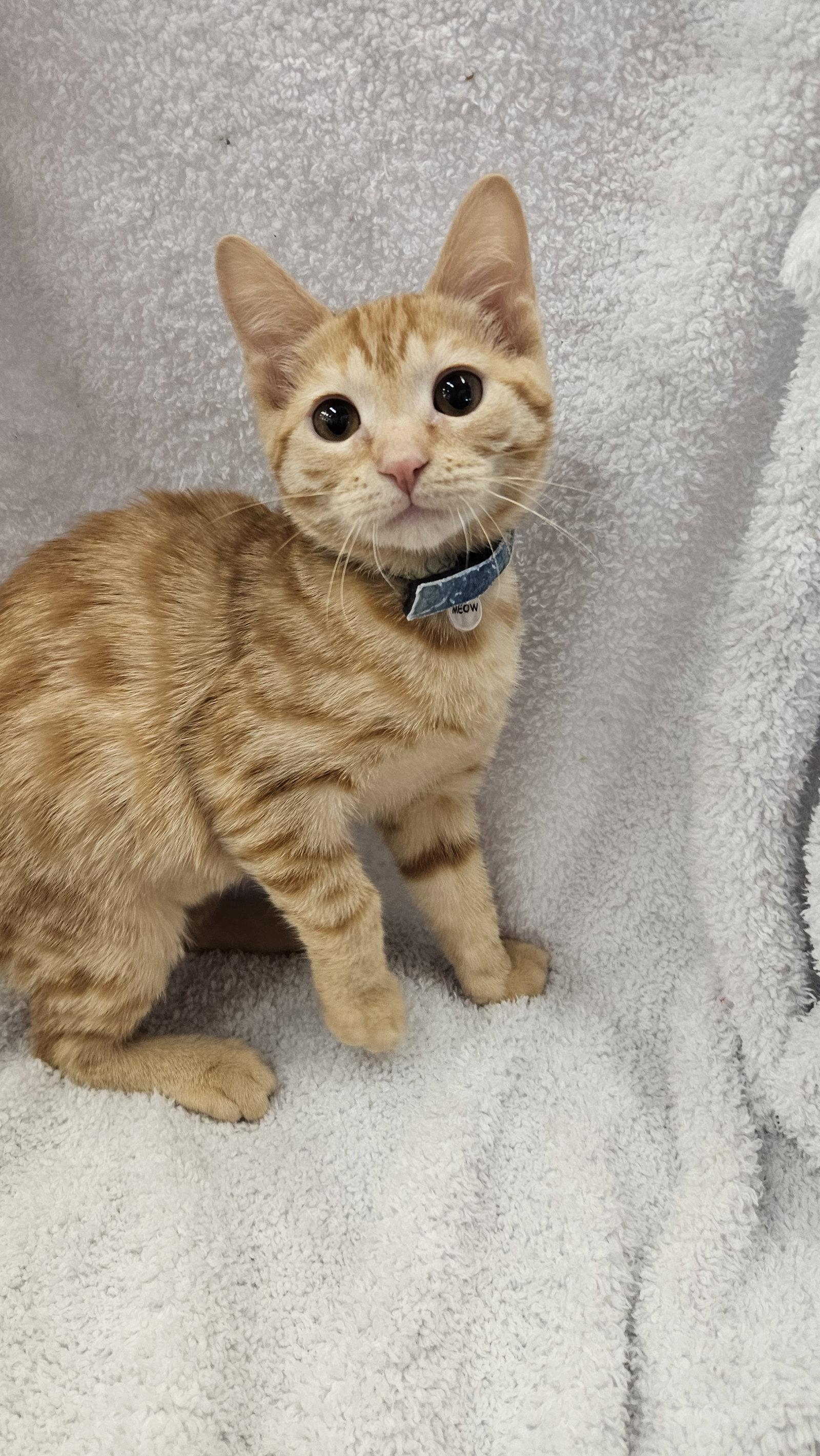 Enlarge Flint, a Adoptable Domestic Short Hair in Antioch, CA image 2/2