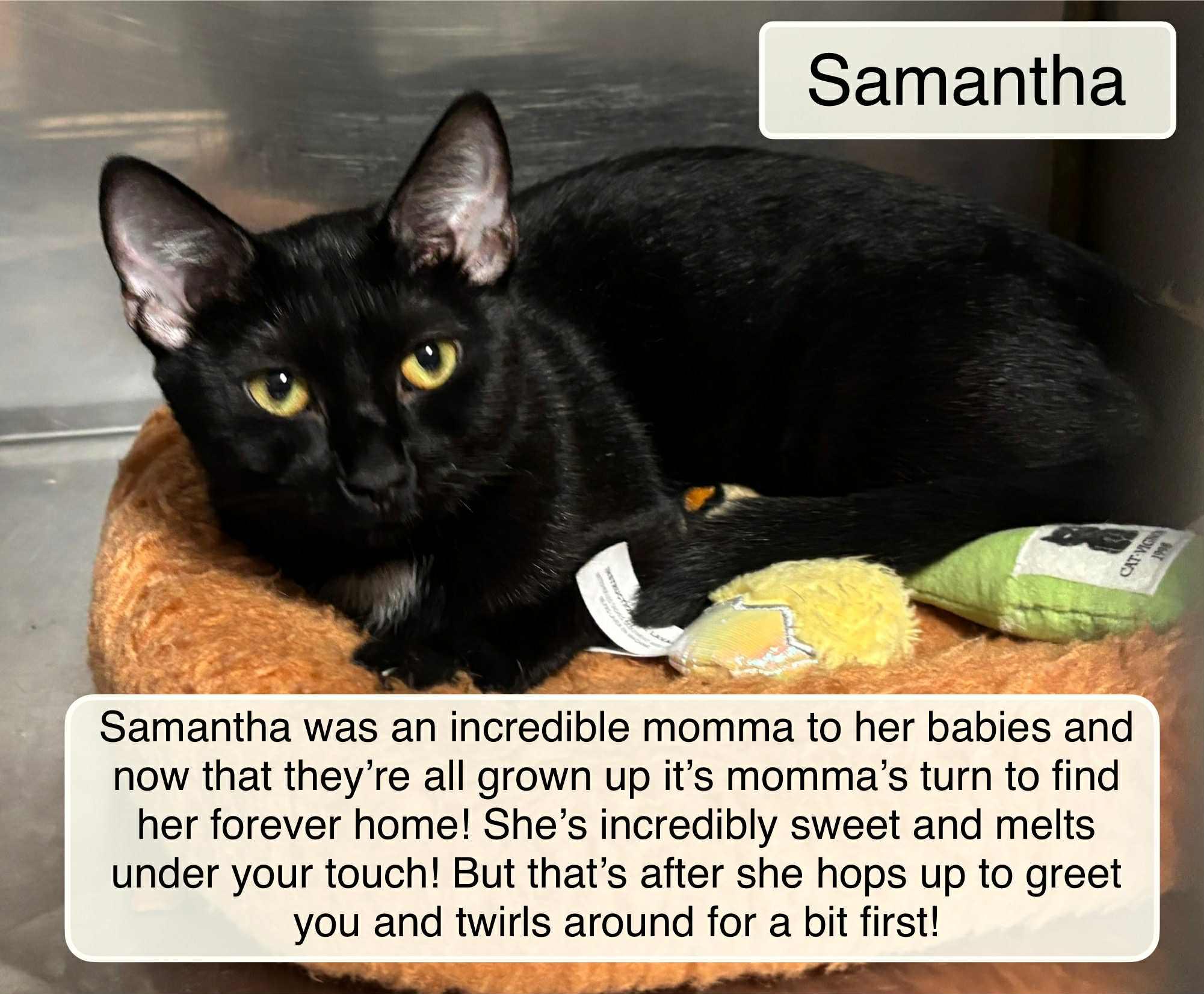 Samantha, Adoptable, Young Female Domestic Short Hair.