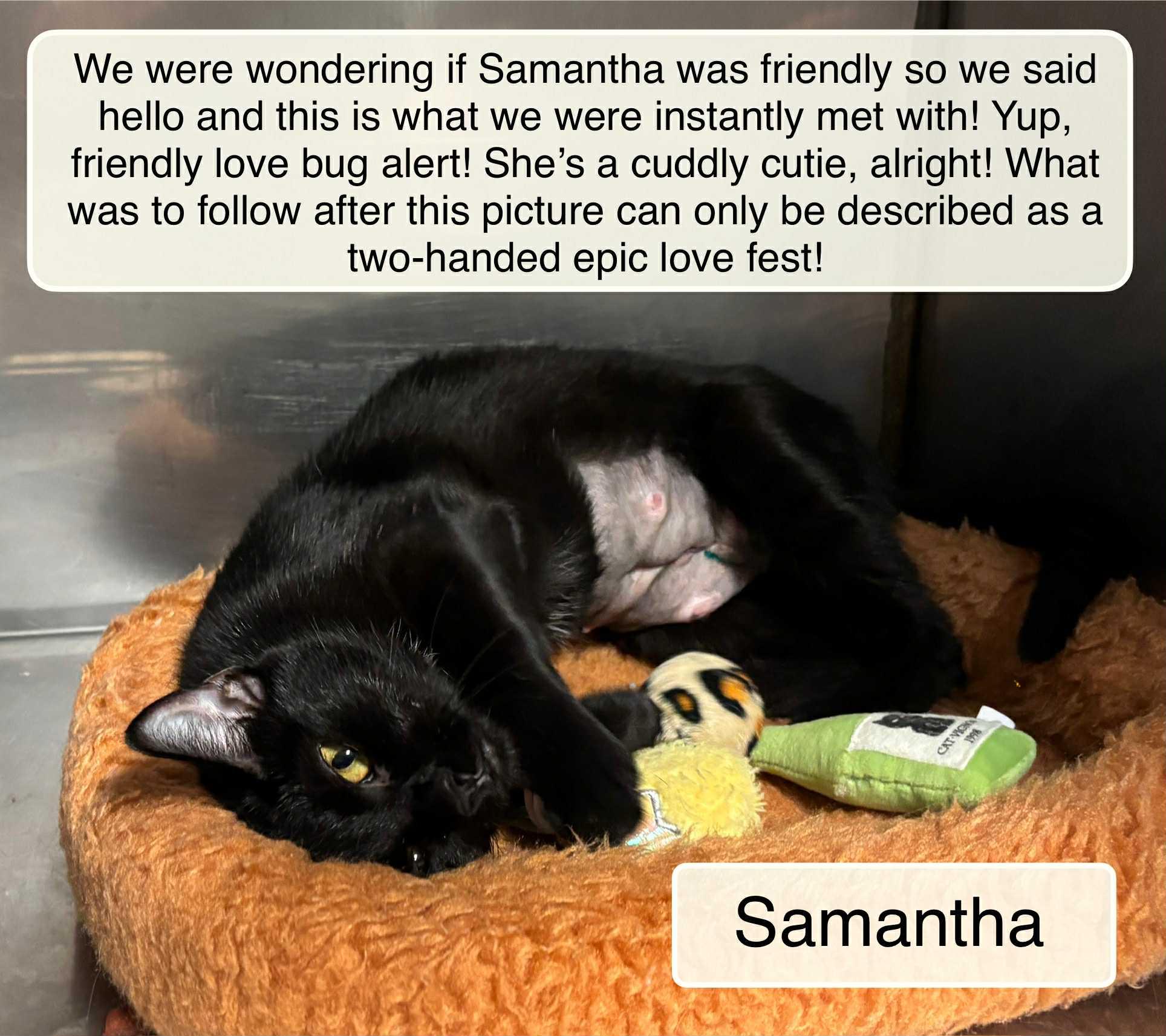 Samantha, a Adoptable Domestic Short Hair in Ellicott City, MD image 2/2
