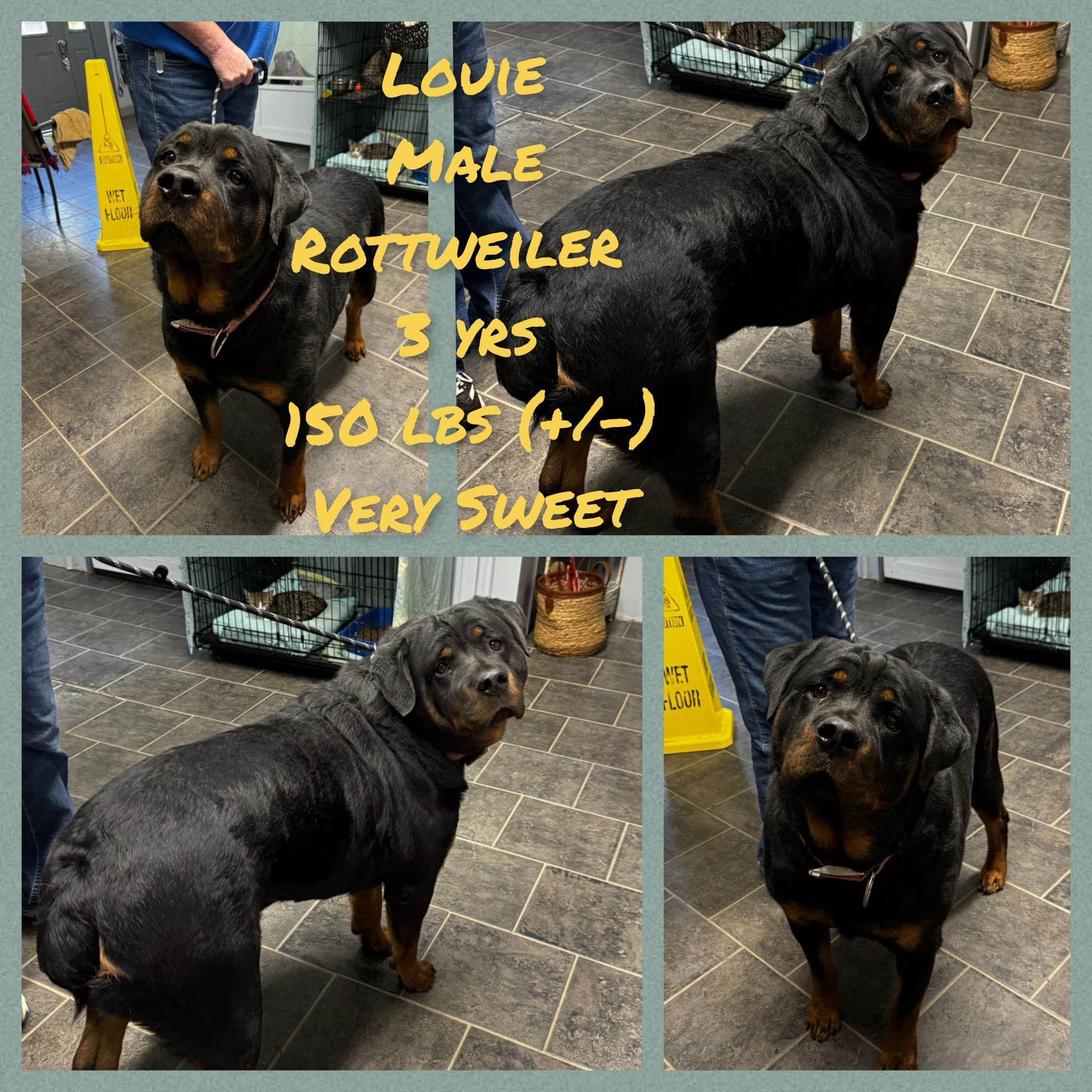 Dog for adoption Louie, a Rottweiler in Florence, KY Petfinder