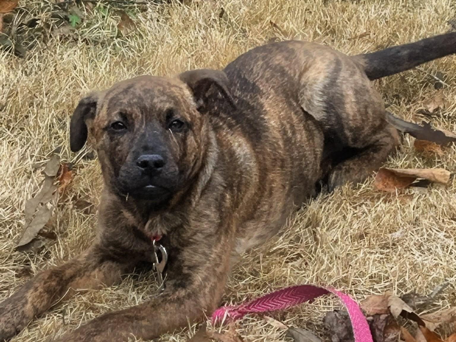 Enlarge Rose, an adopted mixed breed in Concord, NC image 1/4