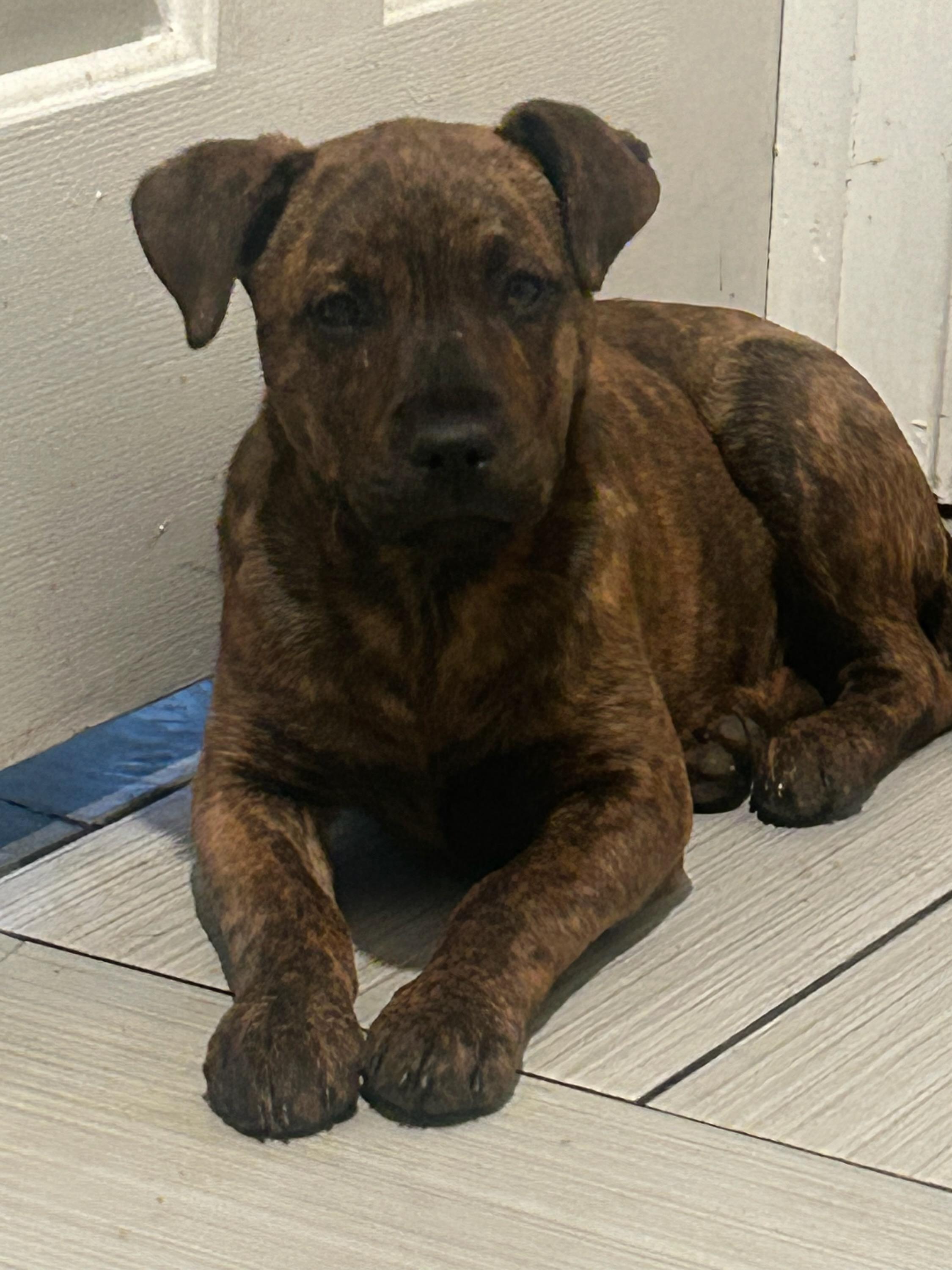 Enlarge Rose, an adopted mixed breed in Concord, NC image 2/4