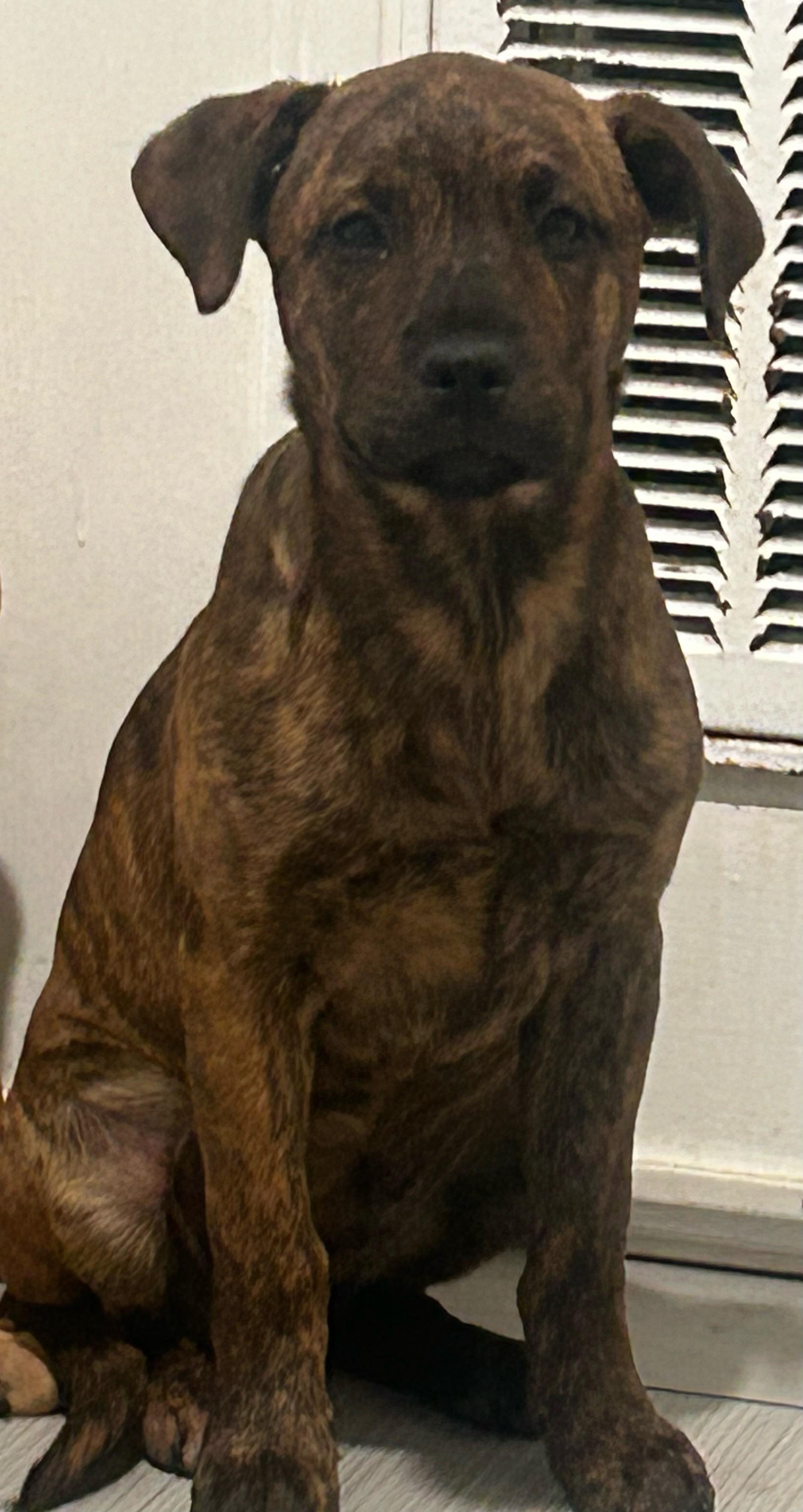 Enlarge Rose, an adopted mixed breed in Concord, NC image 4/4