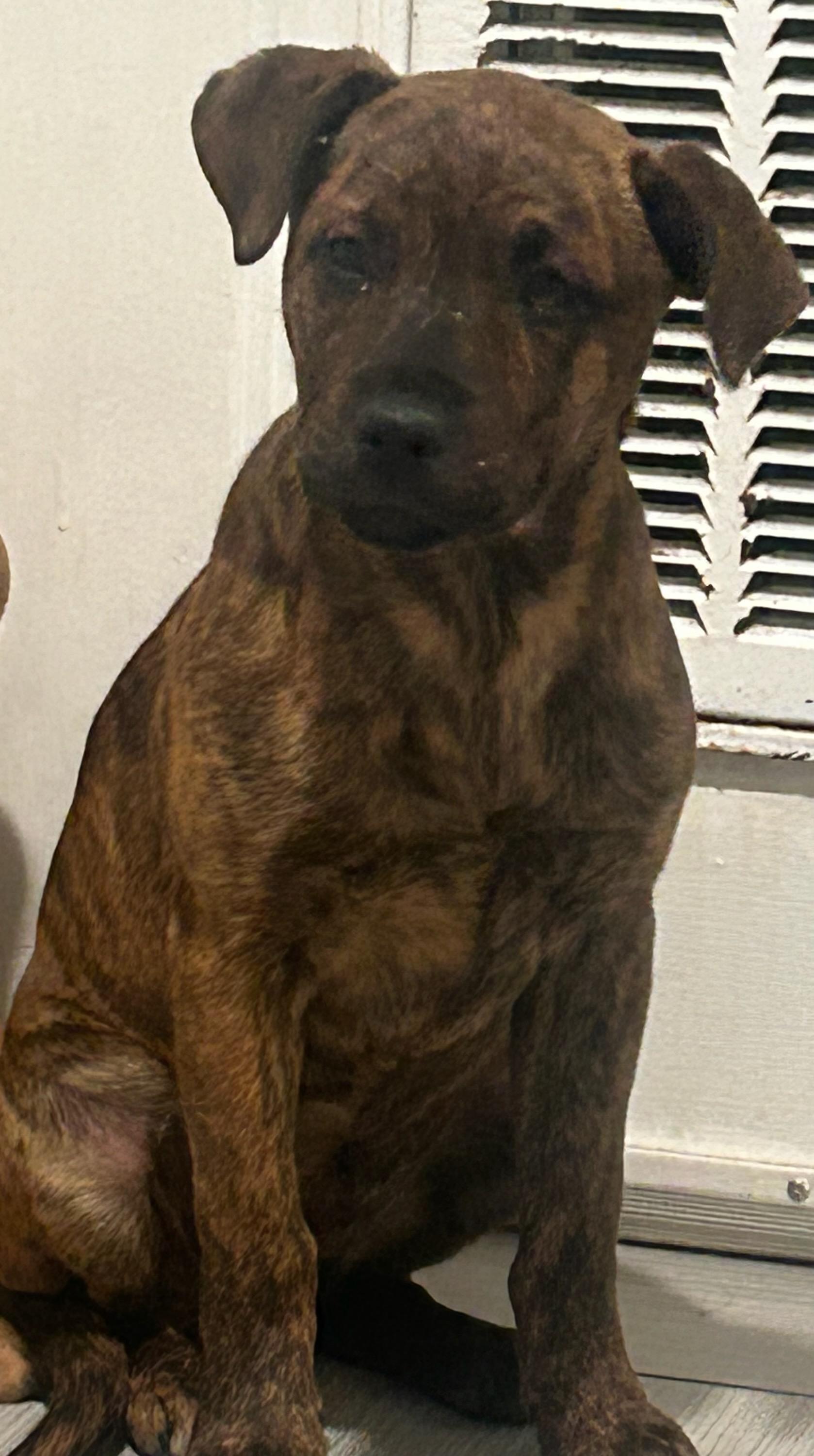 Enlarge Rose, an adopted mixed breed in Concord, NC image 3/4