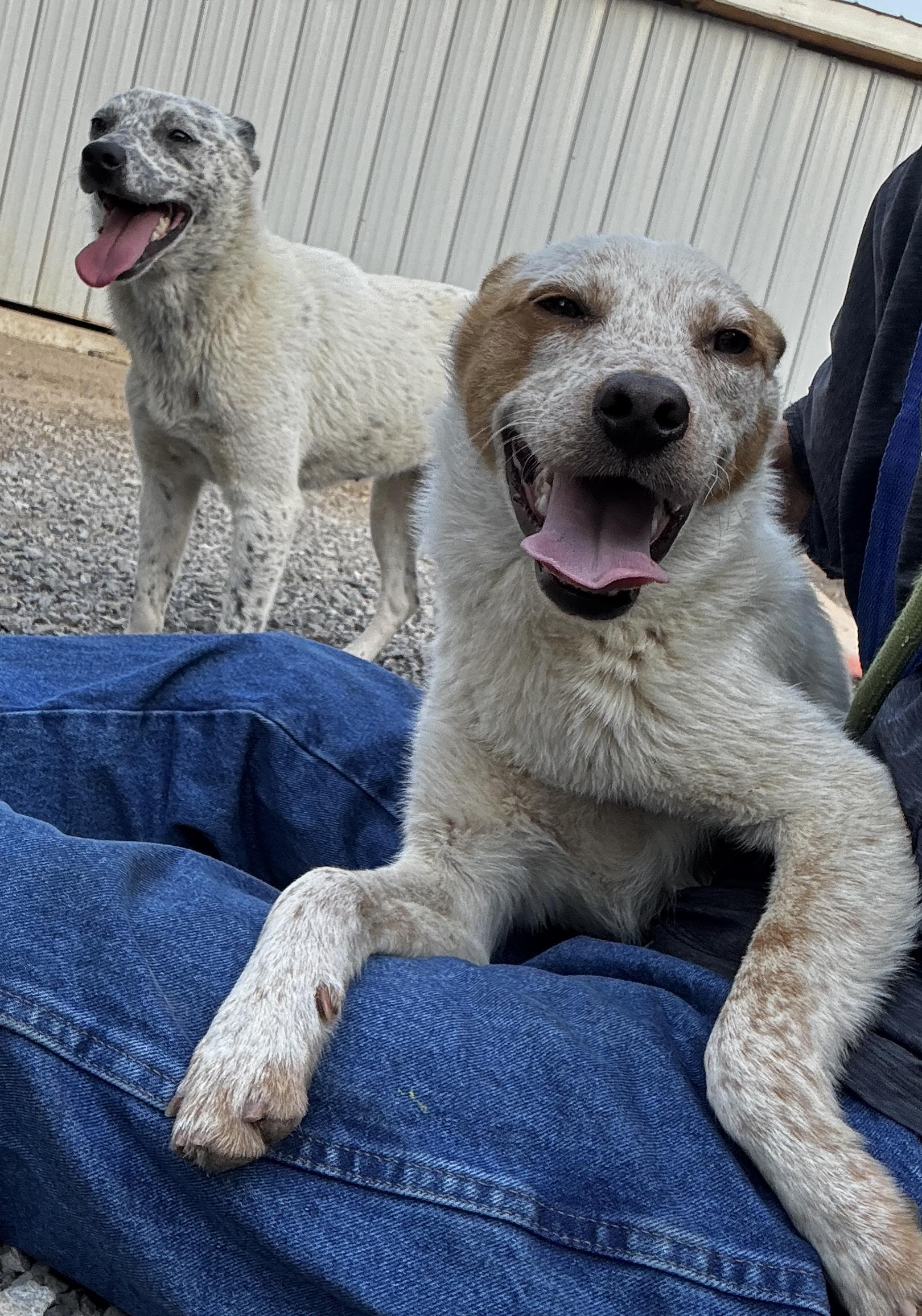 Colt, Young Male Australian Cattle Dog / Blue Heeler