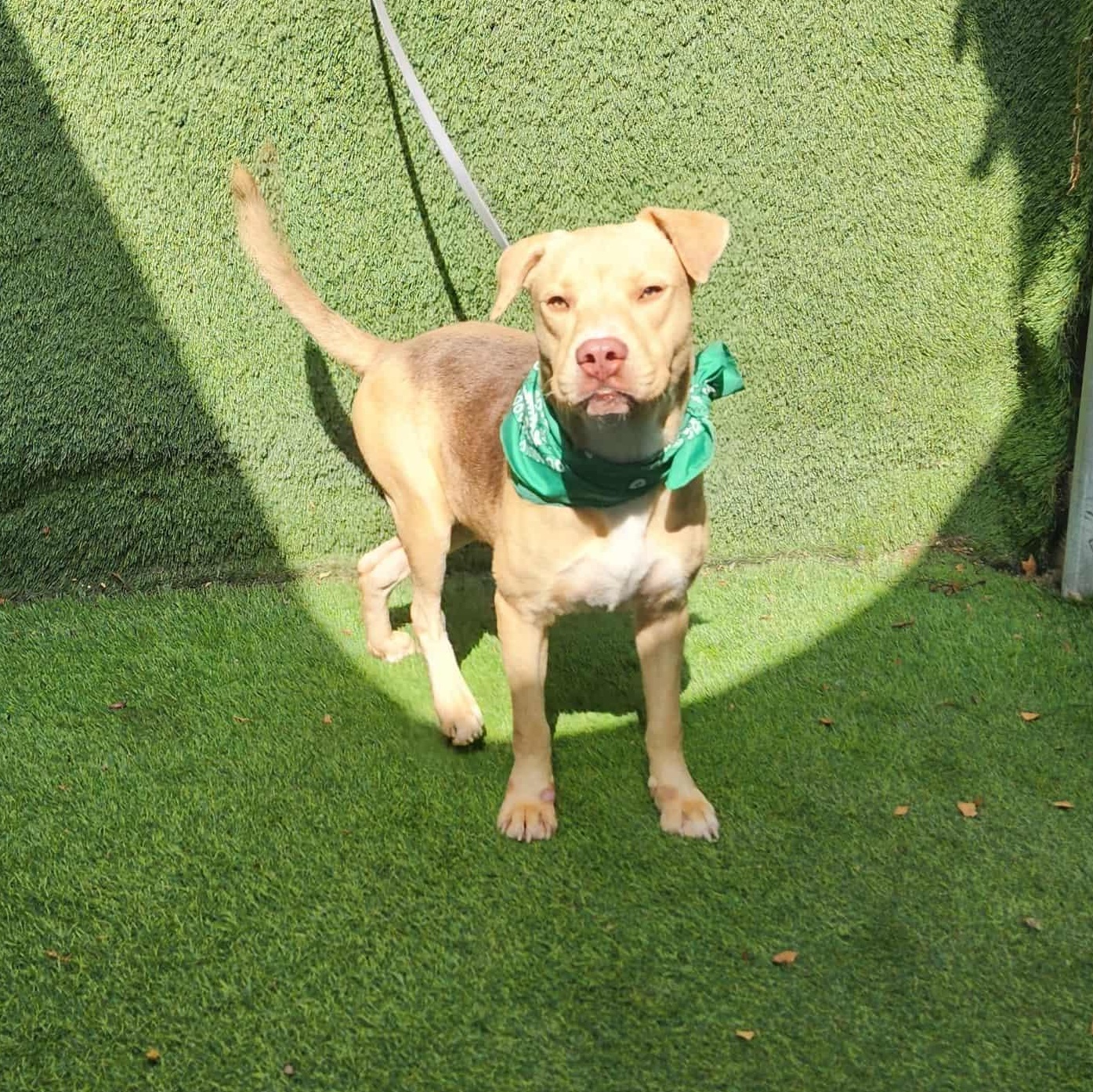 Iggy — thumbnail 5