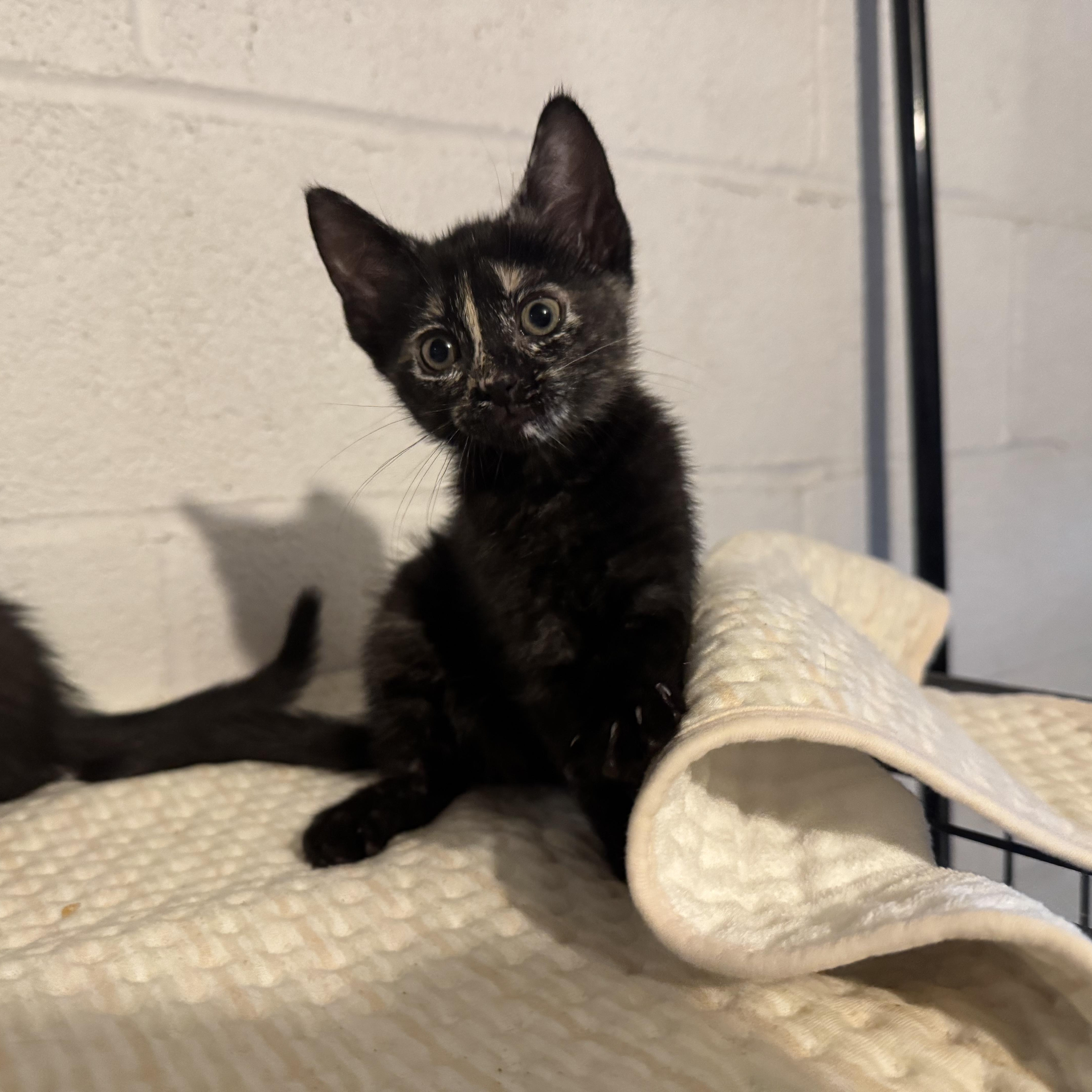 Enlarge Felicia, a Adoptable Tortoiseshell in Wanaque, NJ image 2/6