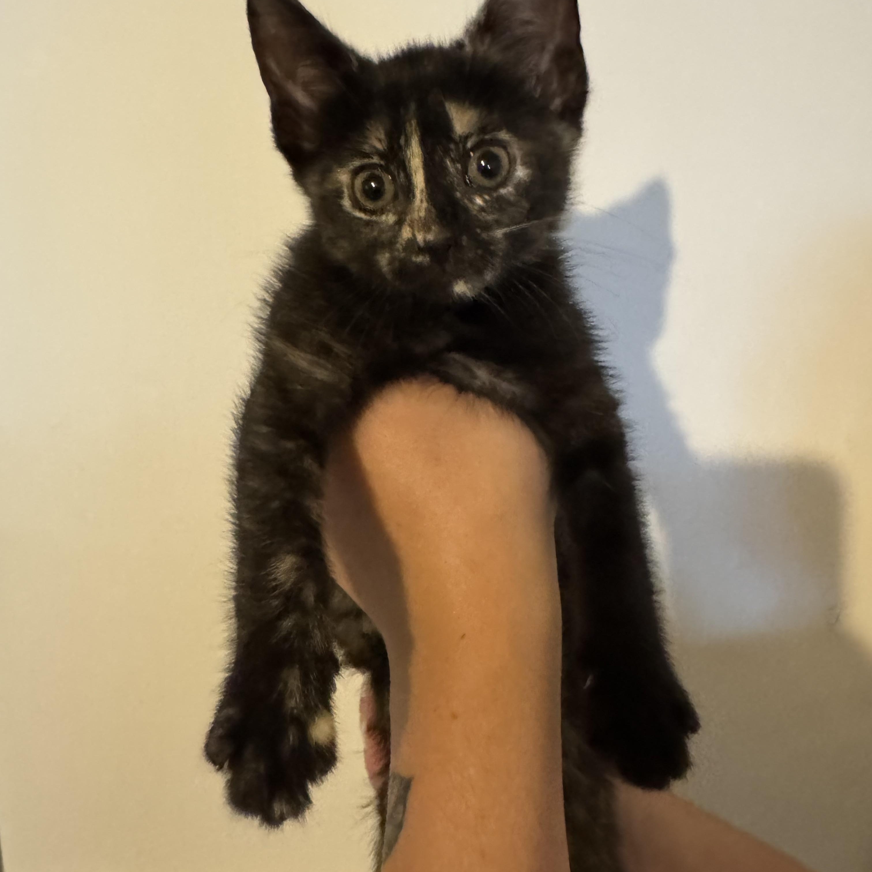 Enlarge Felicia, a Adoptable Tortoiseshell in Wanaque, NJ image 3/6