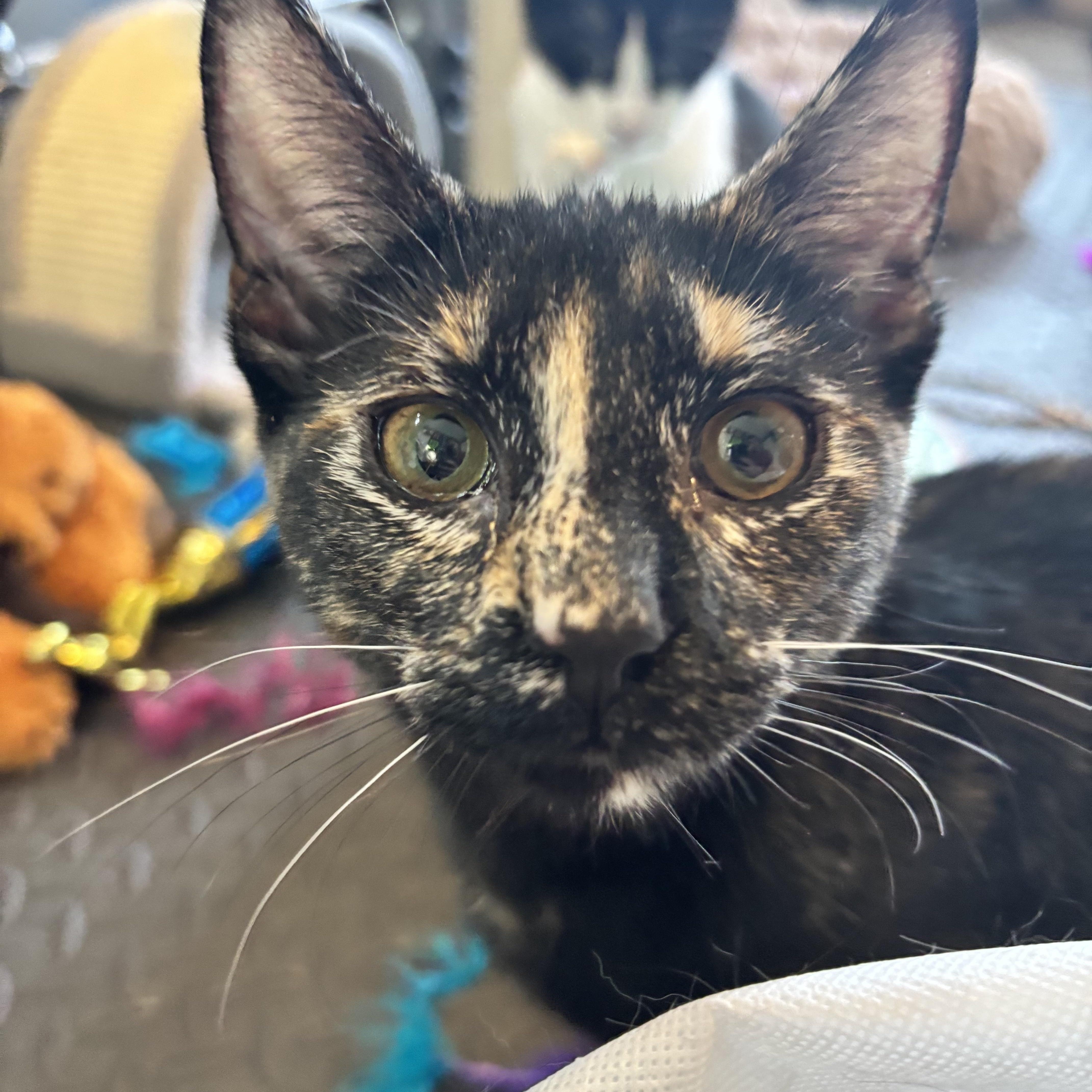 Enlarge Felicia, a Adoptable Tortoiseshell in Wanaque, NJ image 1/6