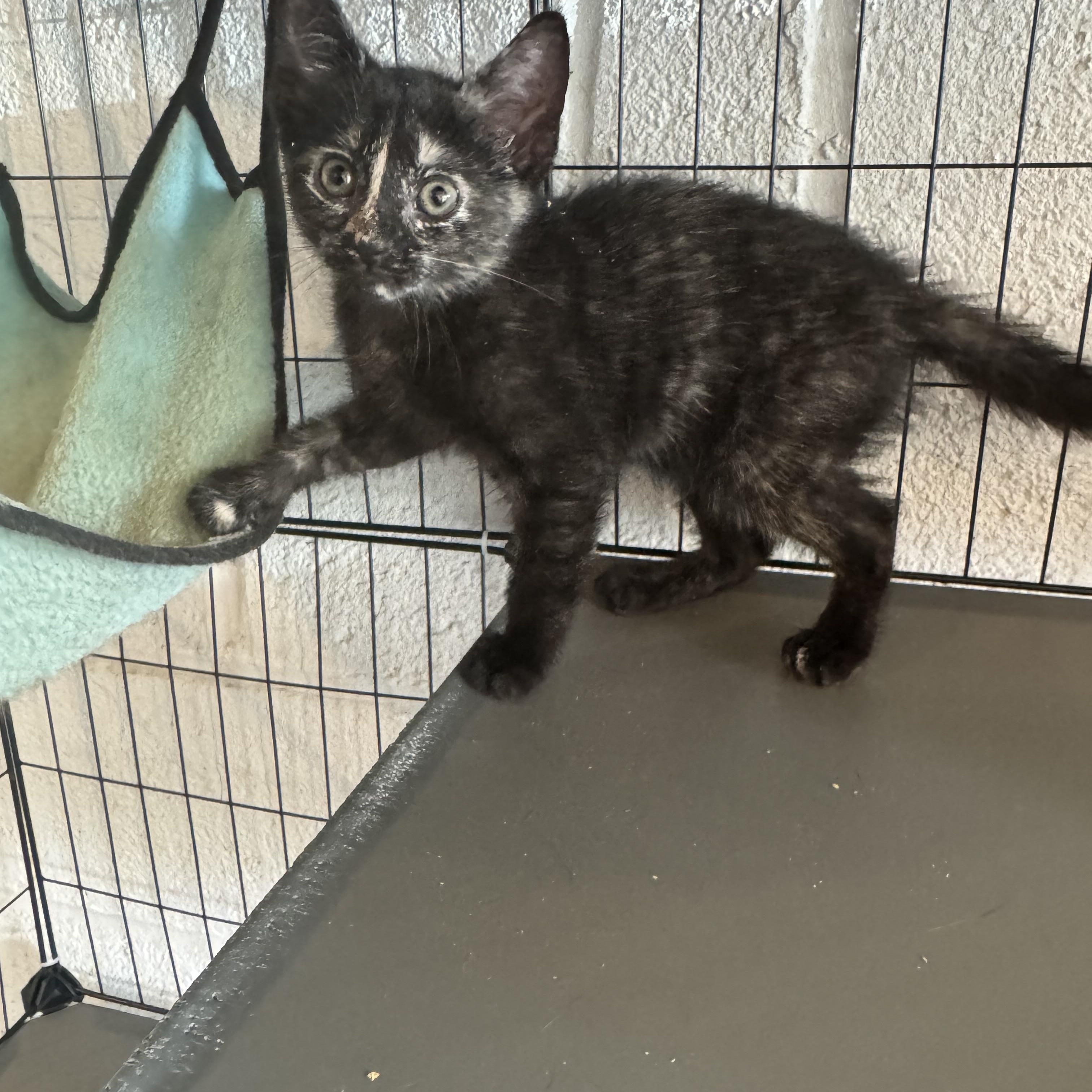 Enlarge Felicia, a Adoptable Tortoiseshell in Wanaque, NJ image 4/6