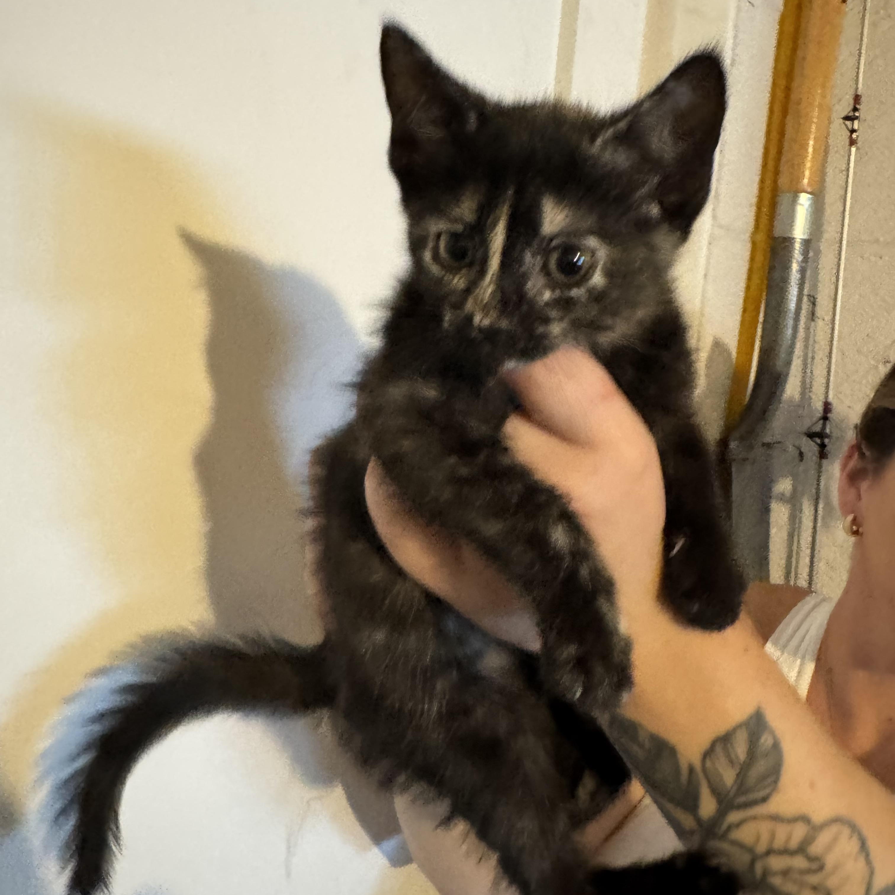 Enlarge Felicia, a Adoptable Tortoiseshell in Wanaque, NJ image 5/6