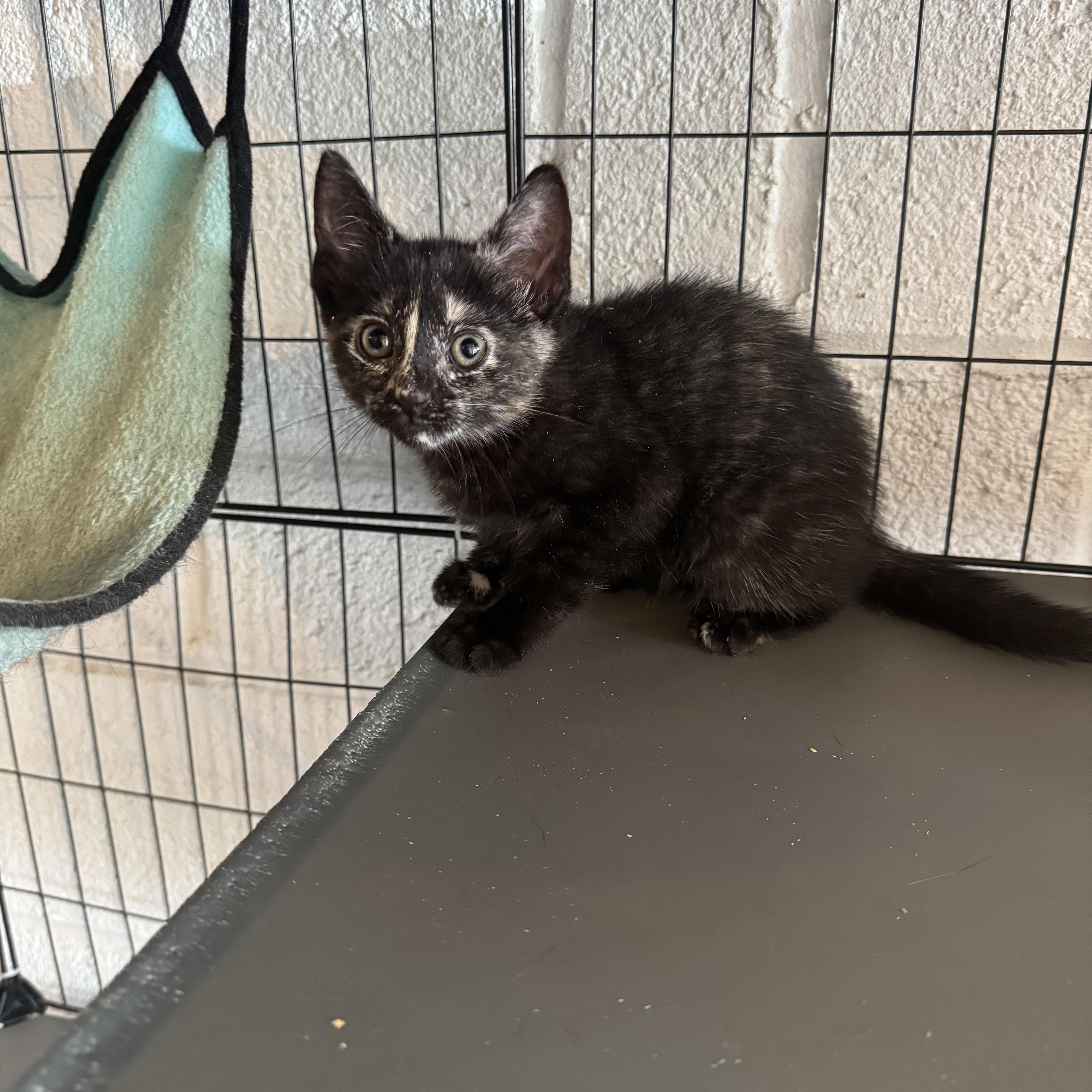 Enlarge Felicia, a Adoptable Tortoiseshell in Wanaque, NJ image 6/6