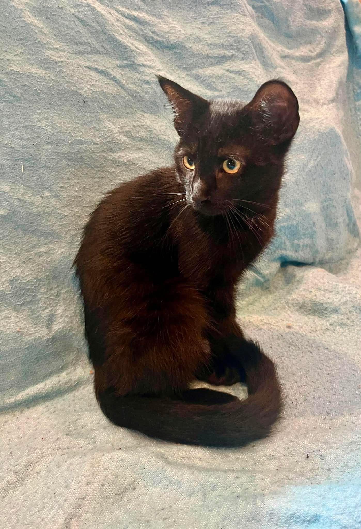 KIT KAT, a Adoptable Domestic Medium Hair in Tillsonburg, ON image 5/5