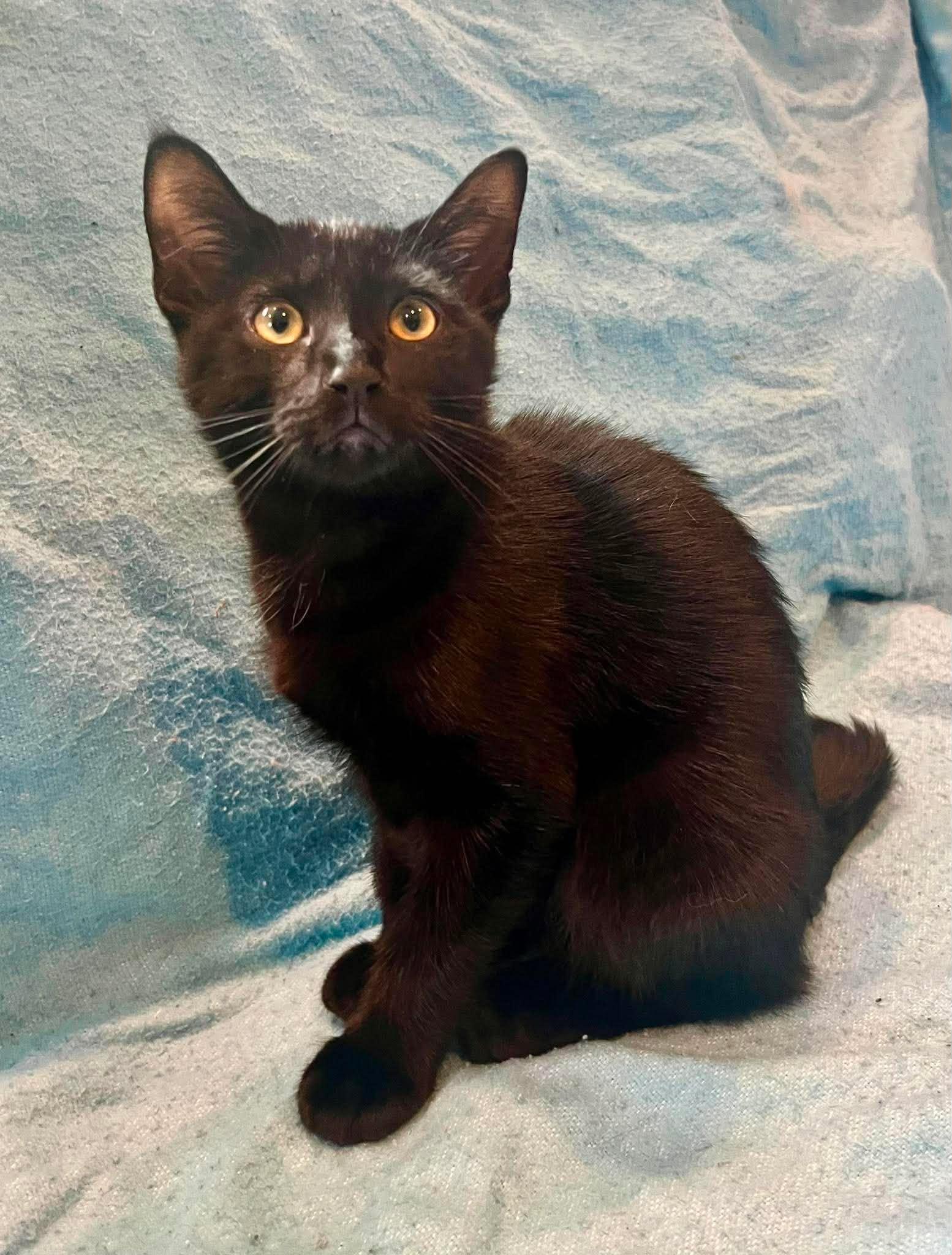 KIT KAT, a Adoptable Domestic Medium Hair in Tillsonburg, ON image 3/5