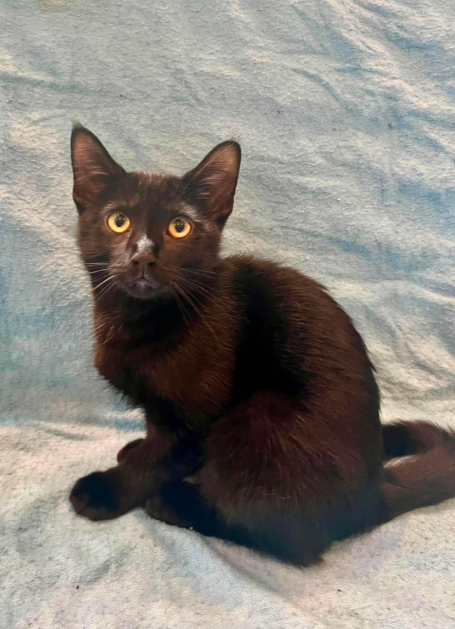 KIT KAT, a Adoptable Domestic Medium Hair in Tillsonburg, ON image 4/5