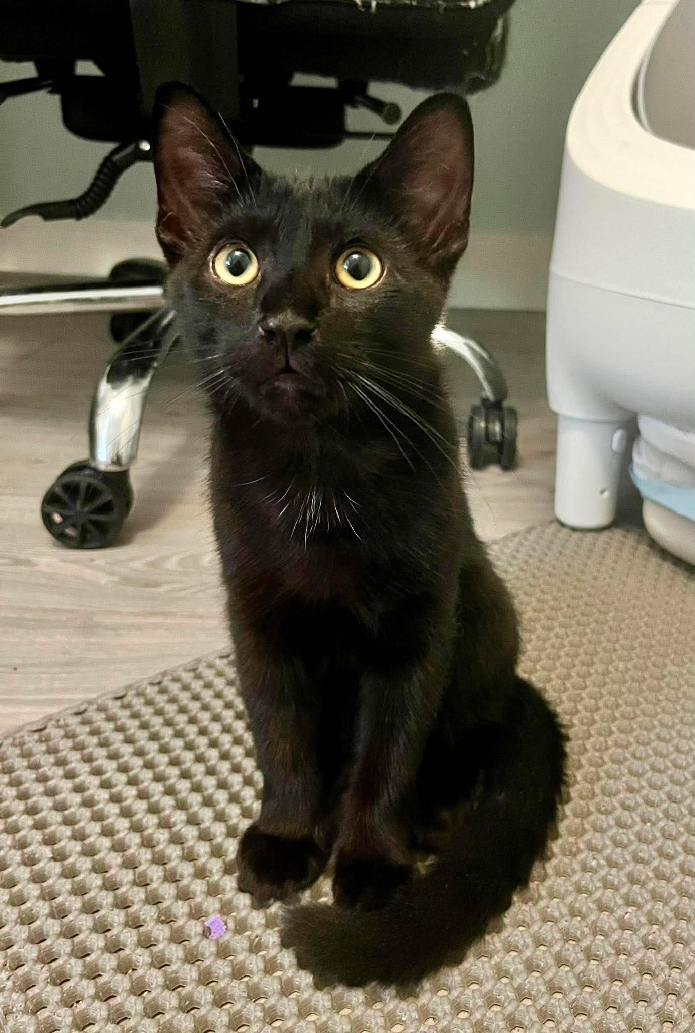 KIT KAT, a Adoptable Domestic Medium Hair in Tillsonburg, ON image 1/5
