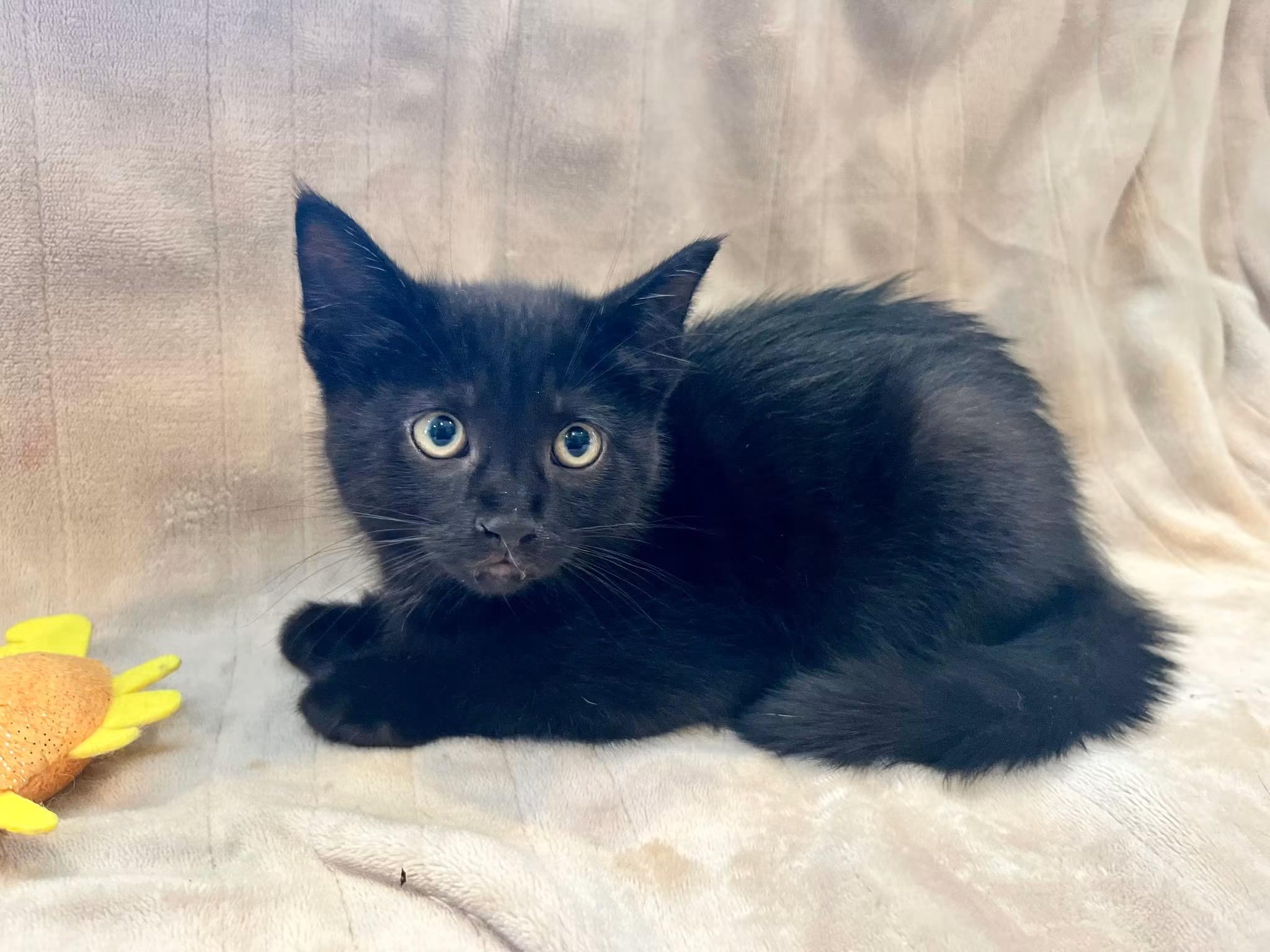 KIT KAT, a Adoptable Domestic Medium Hair in Tillsonburg, ON image 2/5