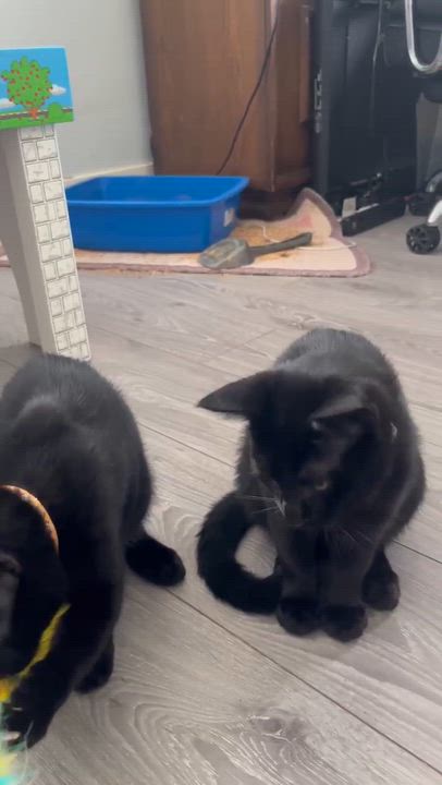 Enlarge KIT KAT, a Adoptable Domestic Short Hair in Tillsonburg, ON video 6/6